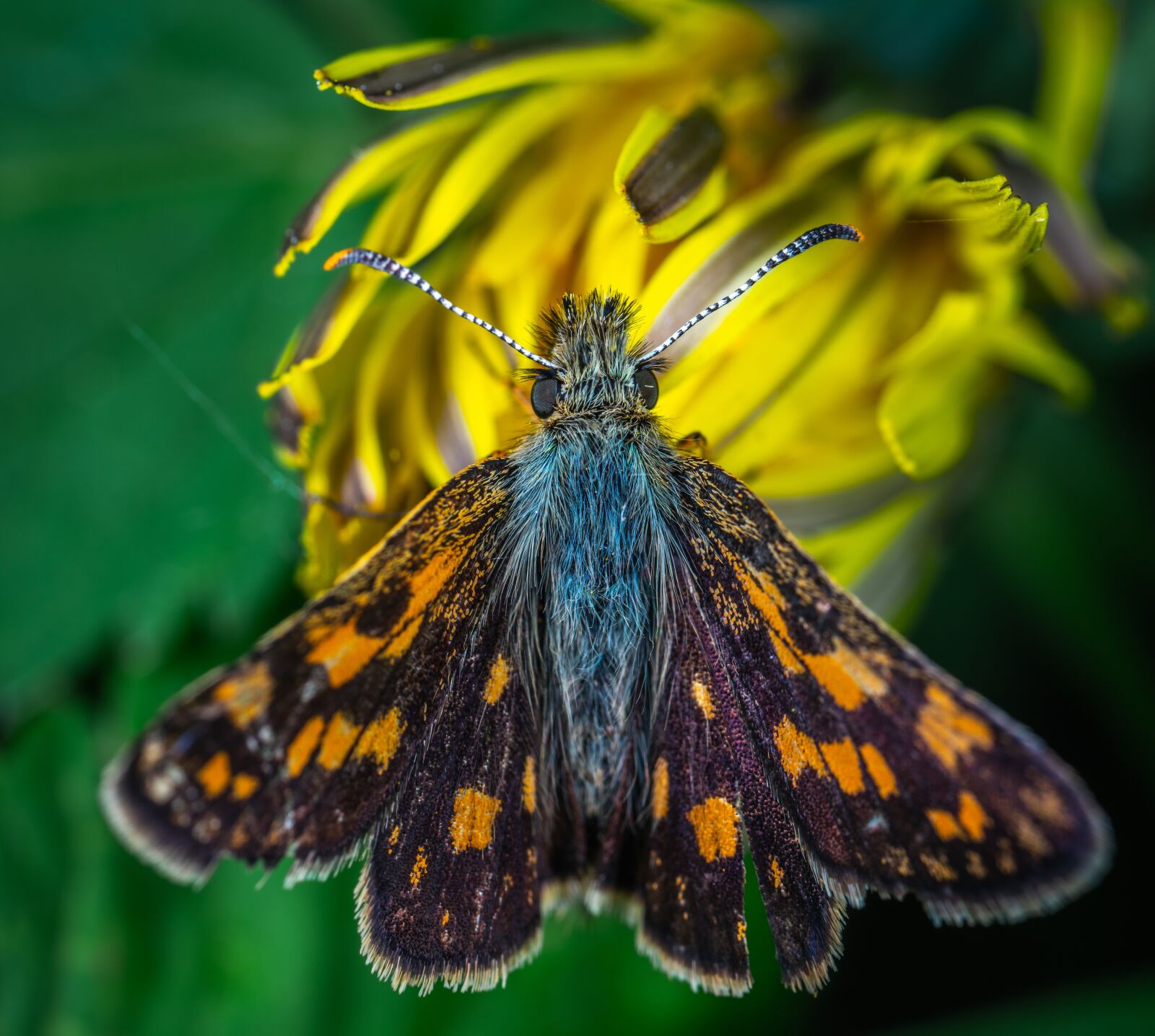 Sony a7R II sample photo. Insect, macro, butterfly photography