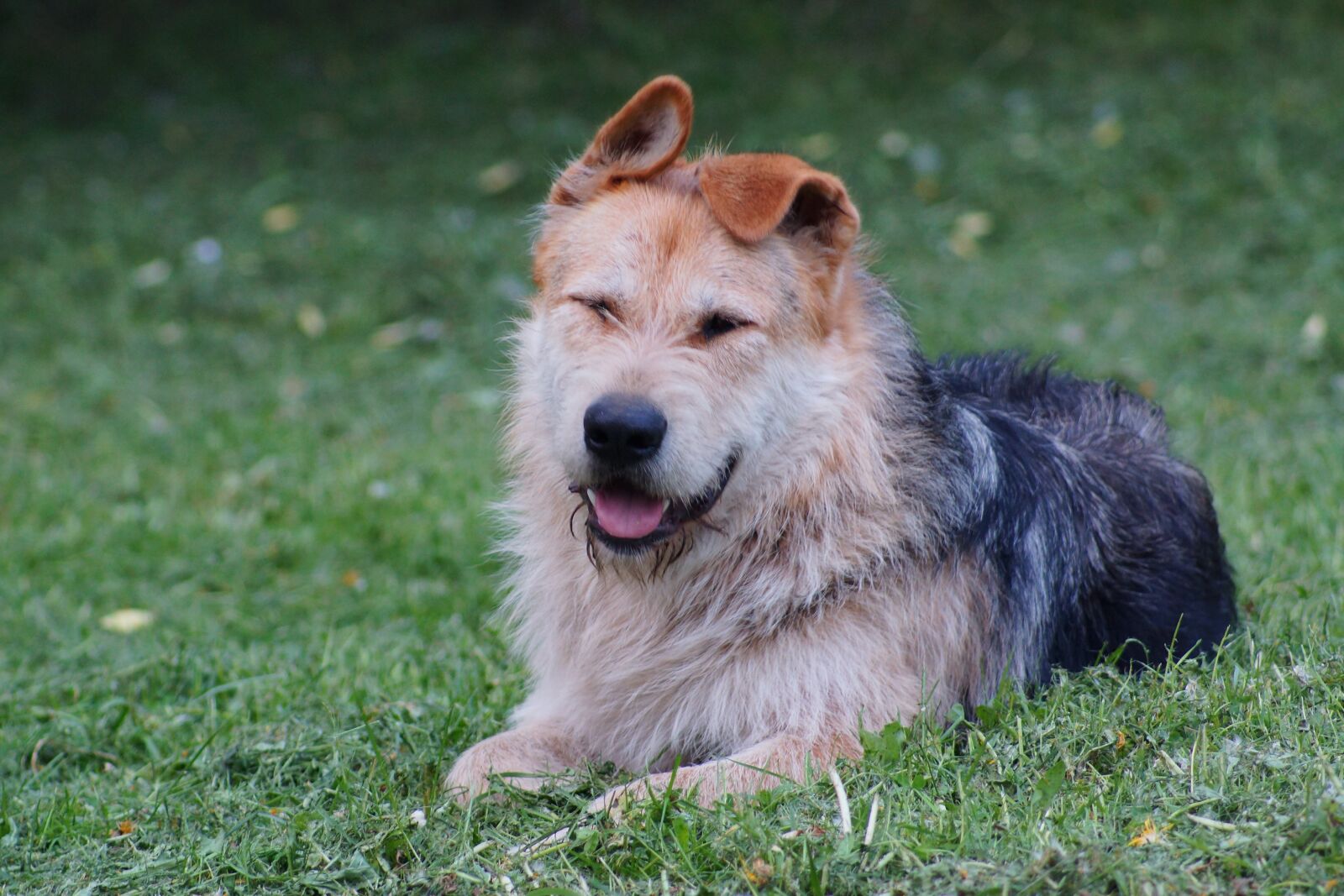 Sony SLT-A77 sample photo. Dog, each, puppy photography