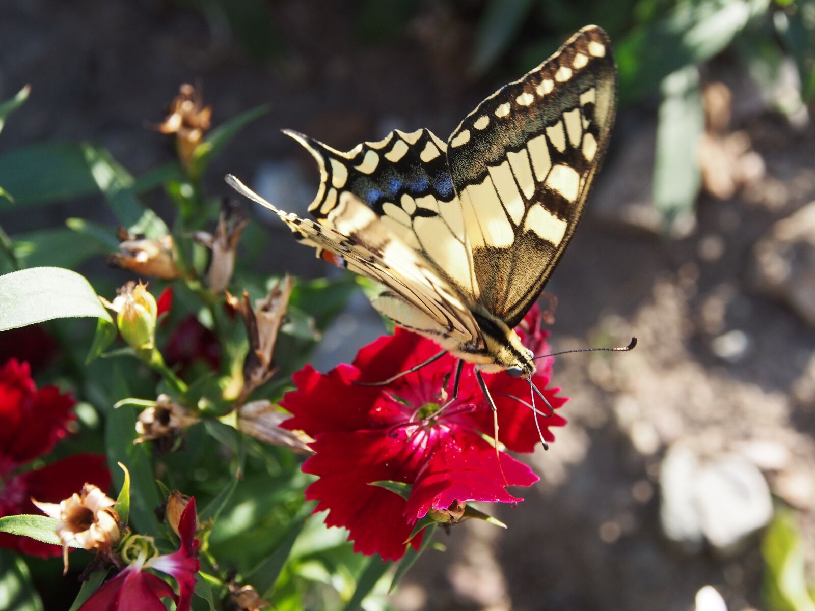 Olympus OM-D E-M5 sample photo. Butterfly, garden, flowers photography