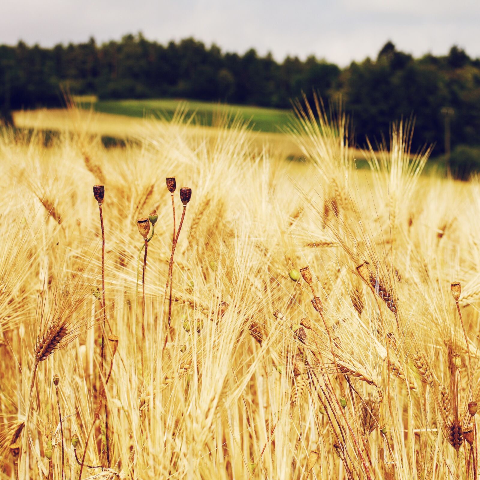 Canon EOS-1Ds Mark III sample photo. Cornfield, wheat field, wheat photography