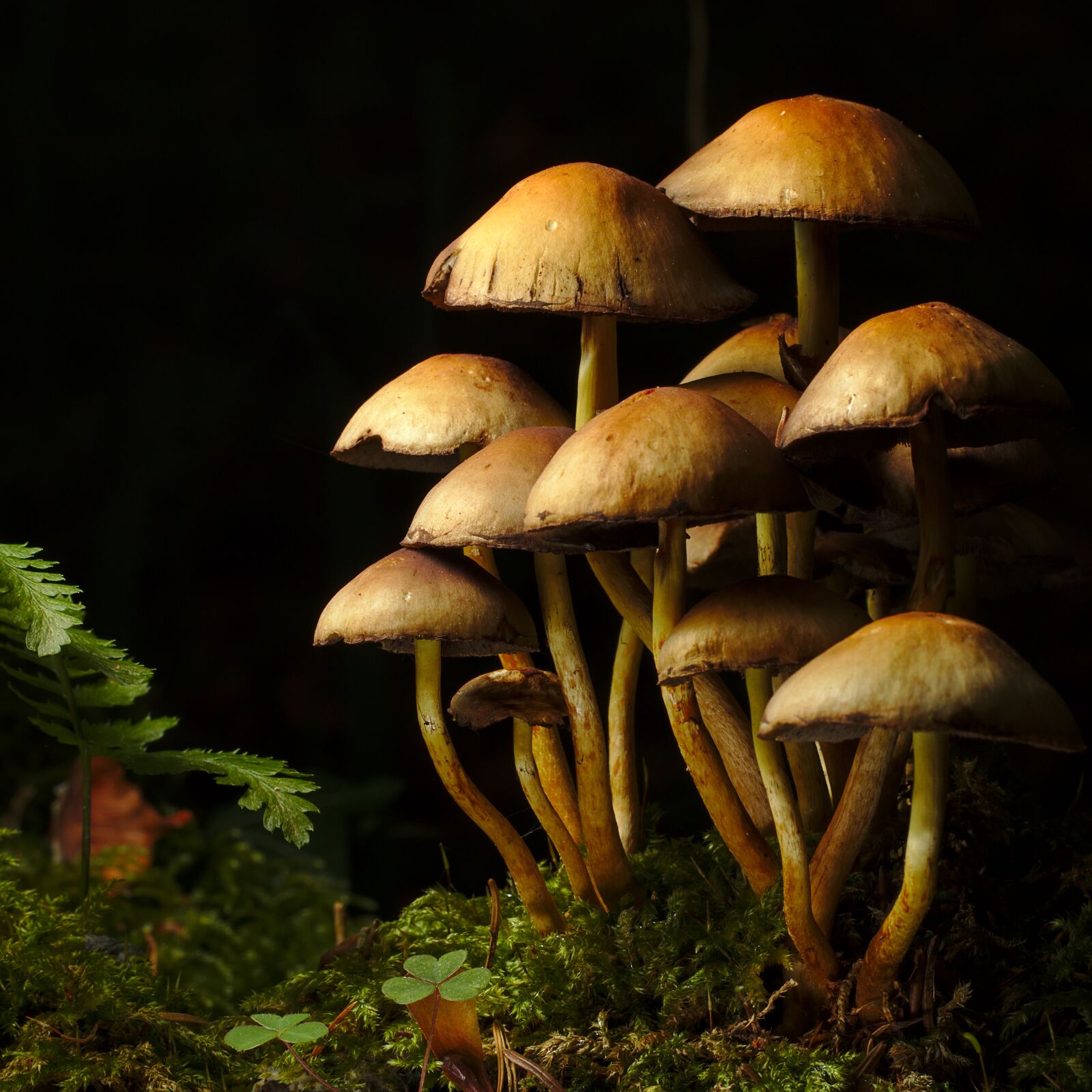 Canon EOS M5 sample photo. Autumn, forest, mushroom photography