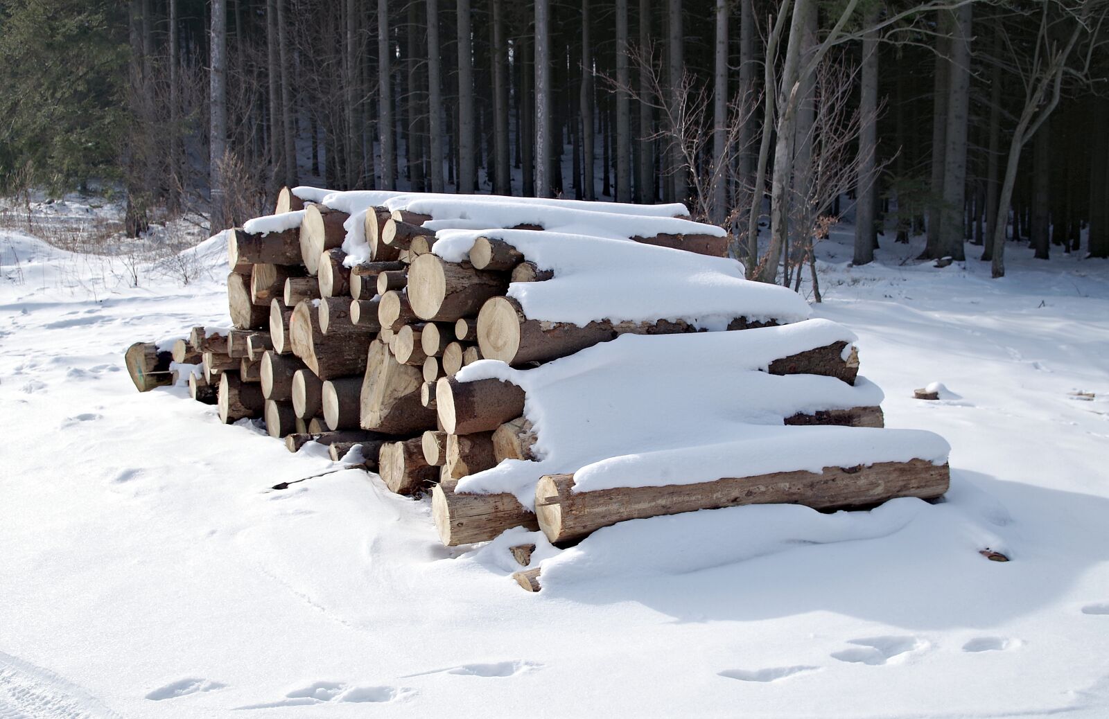 Pentax K-S2 sample photo. Pile of wood, tree photography