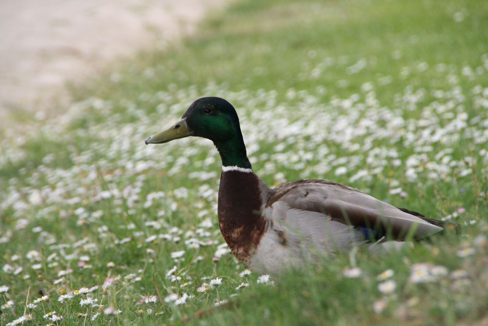 Canon EOS 1000D (EOS Digital Rebel XS / EOS Kiss F) sample photo. Mallard, drake, meadow photography