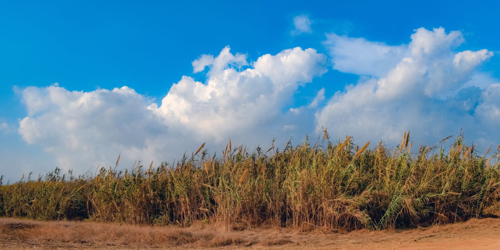 Nikon D3300 sample photo. Reeds, sky, nature photography