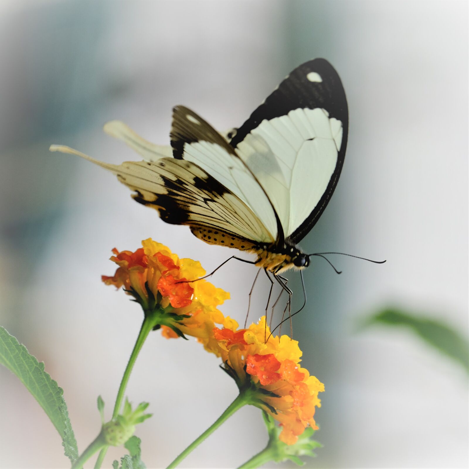 Fujifilm X-T10 sample photo. Butterfly, papillio, exotic photography