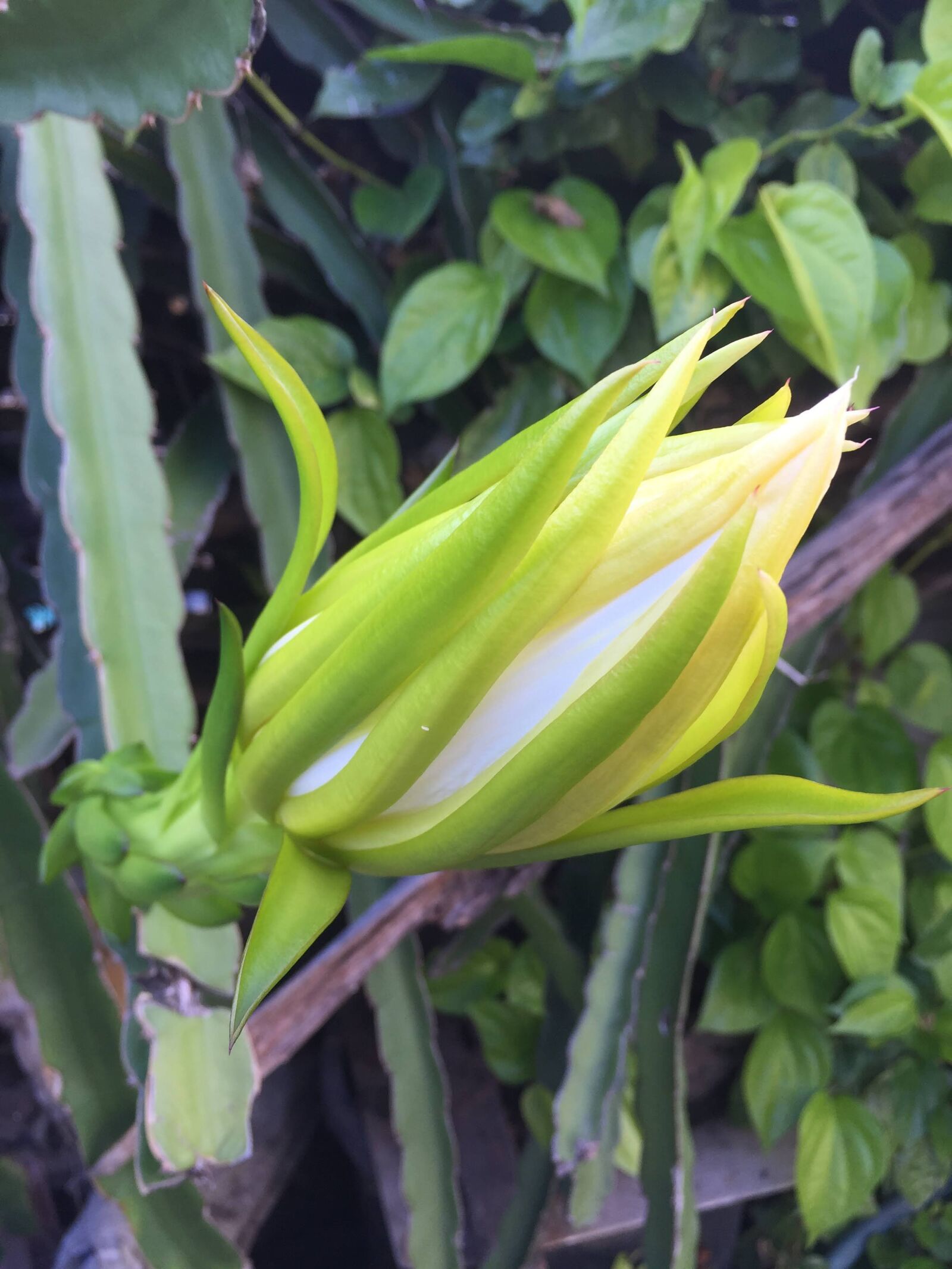 iPhone 6 back camera 4.15mm f/2.2 sample photo. Dragon fruit, fruit, nature photography