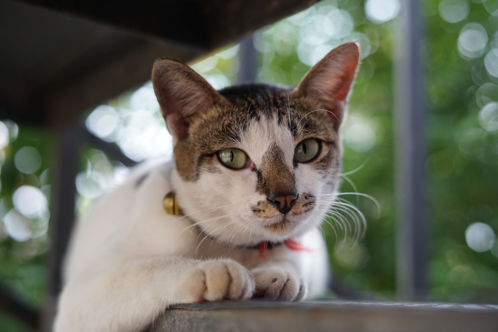 Sony a7 + Sony FE 50mm F1.8 sample photo. Cat, catty, portrait photography