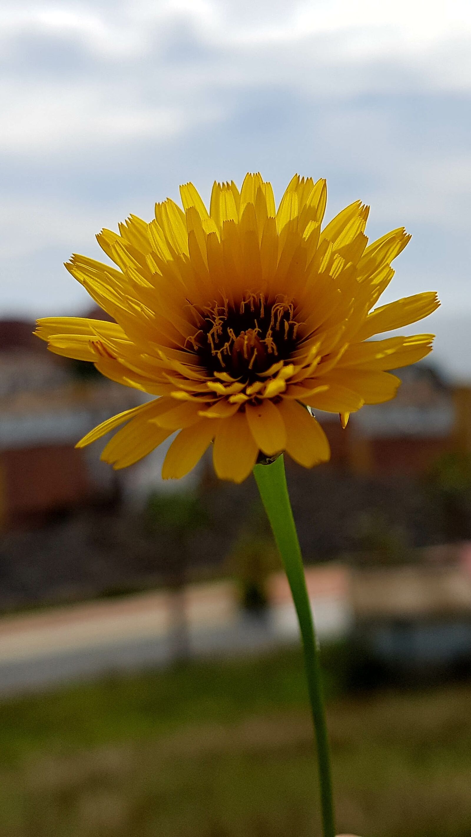 Samsung Galaxy S7 Edge sample photo. Nature, plant, flower photography