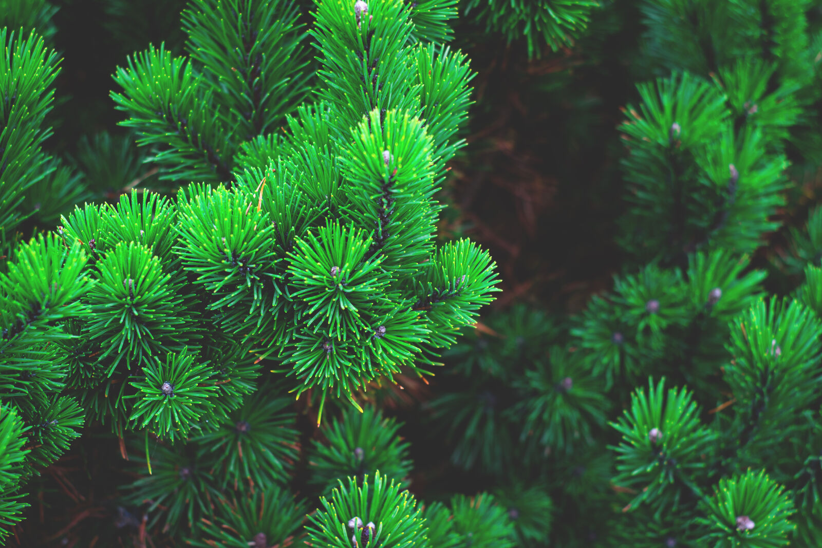 Nikon D5300 sample photo. Blur, branch, celebration, christmas photography