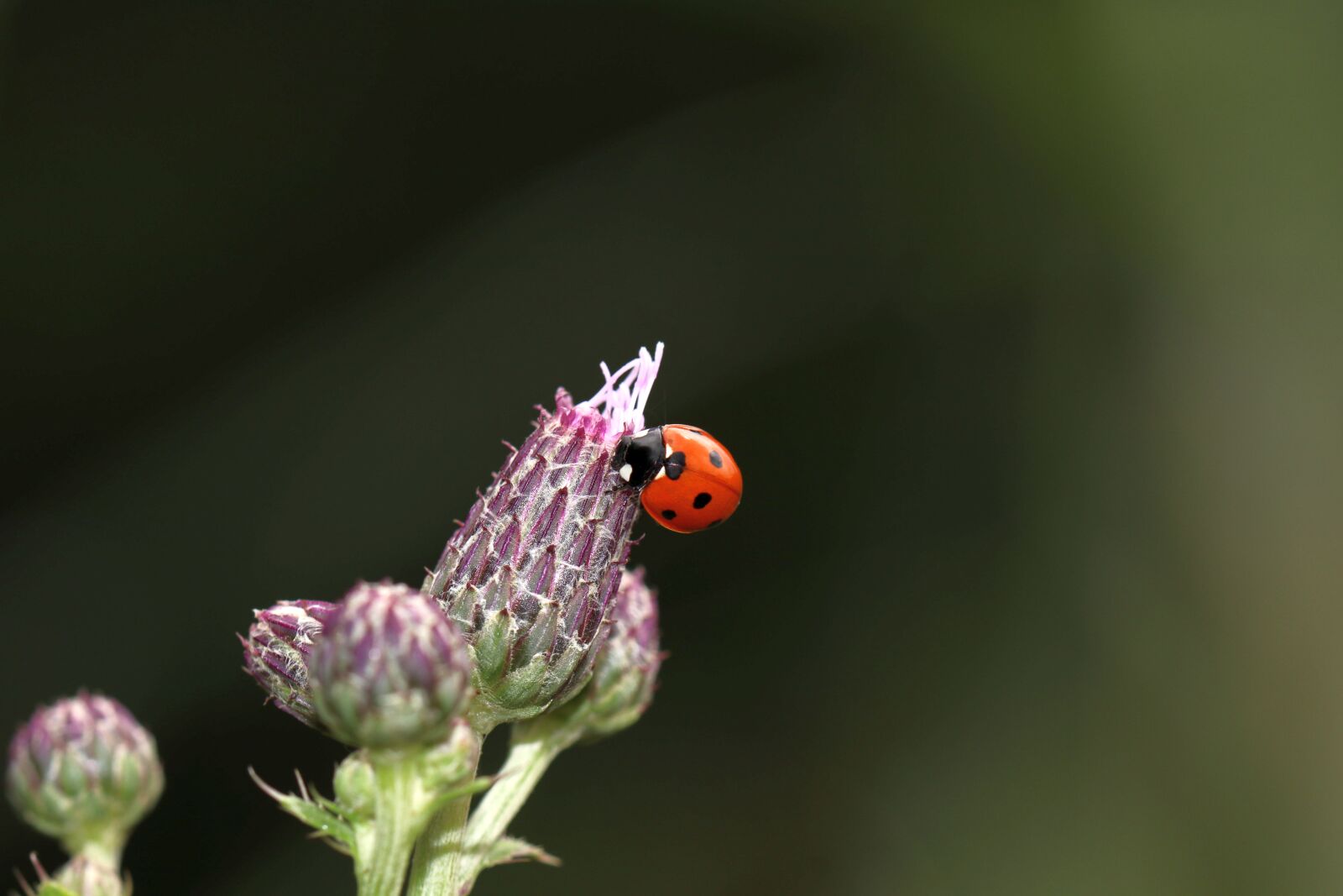 Canon EOS 80D sample photo. Ladybug, insect, nature photography
