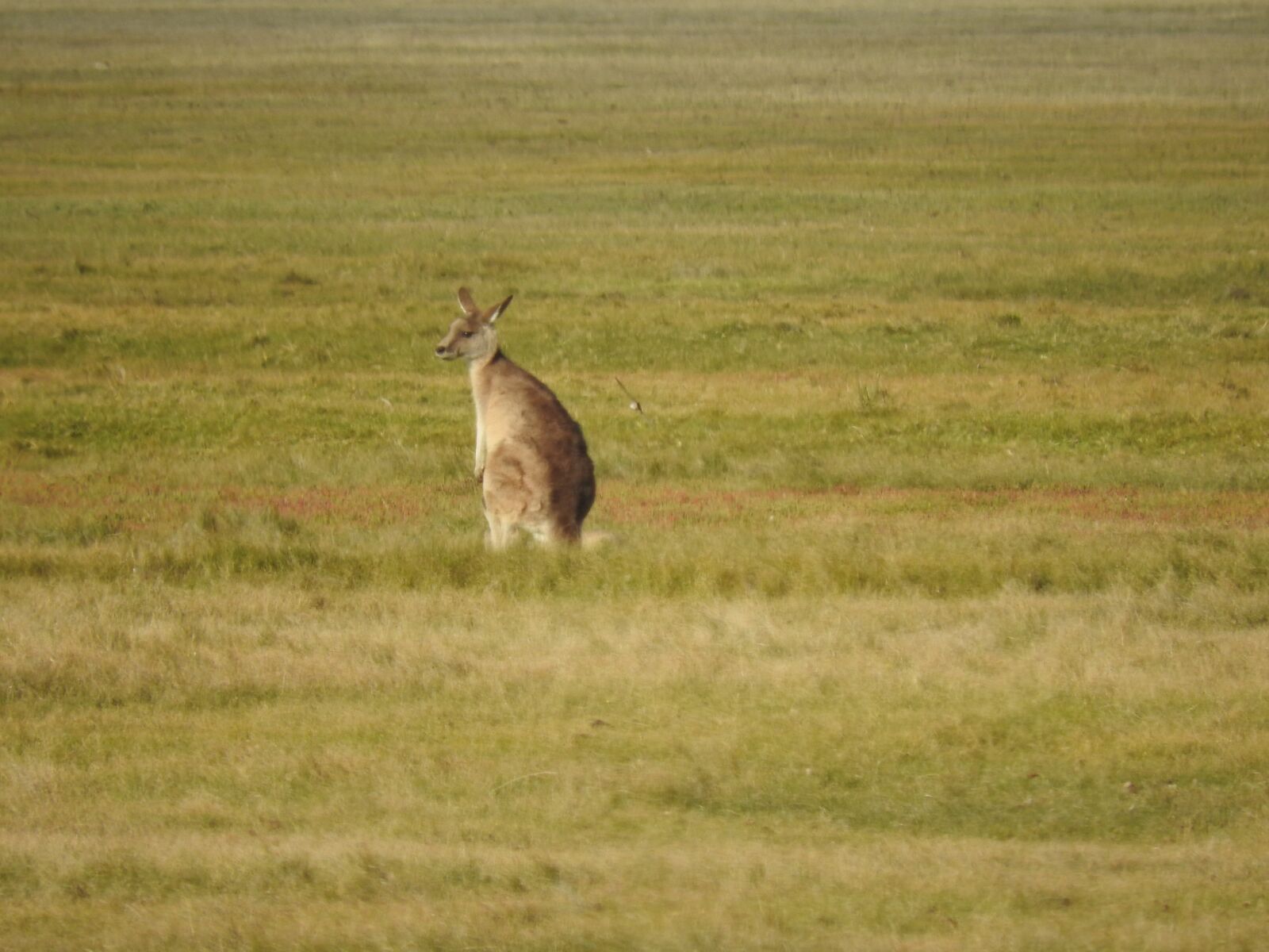 Nikon Coolpix P610 sample photo. Nature, australia, kangaroo photography