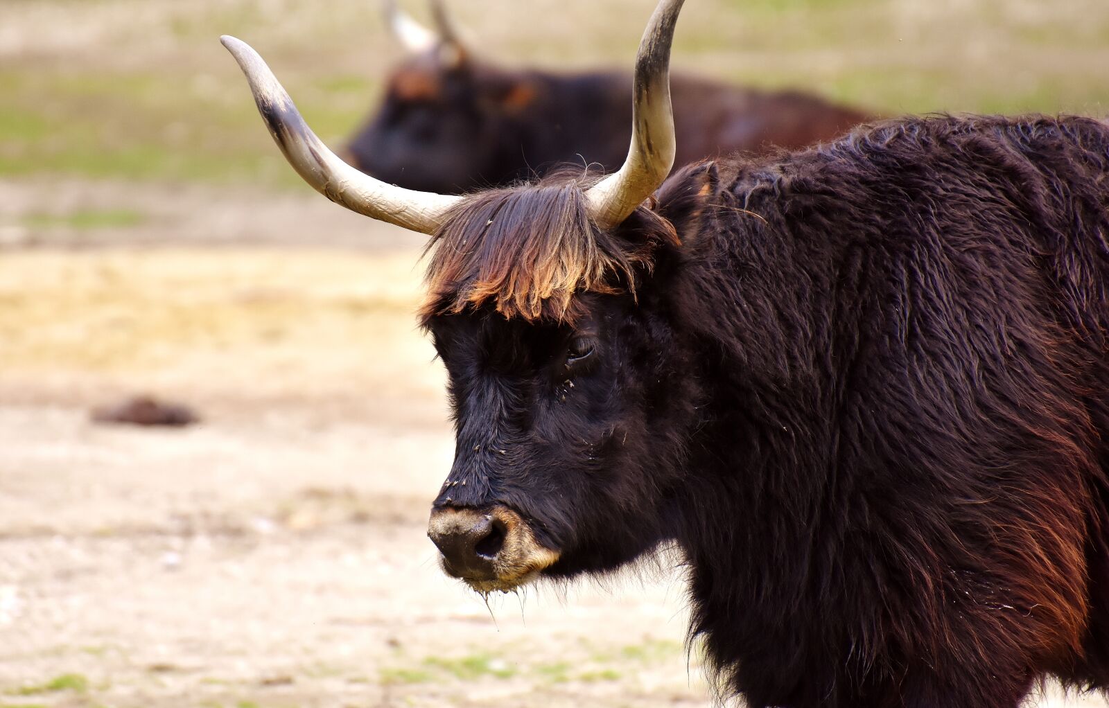 Nikon D7200 sample photo. Aurochs, beef, cattle photography