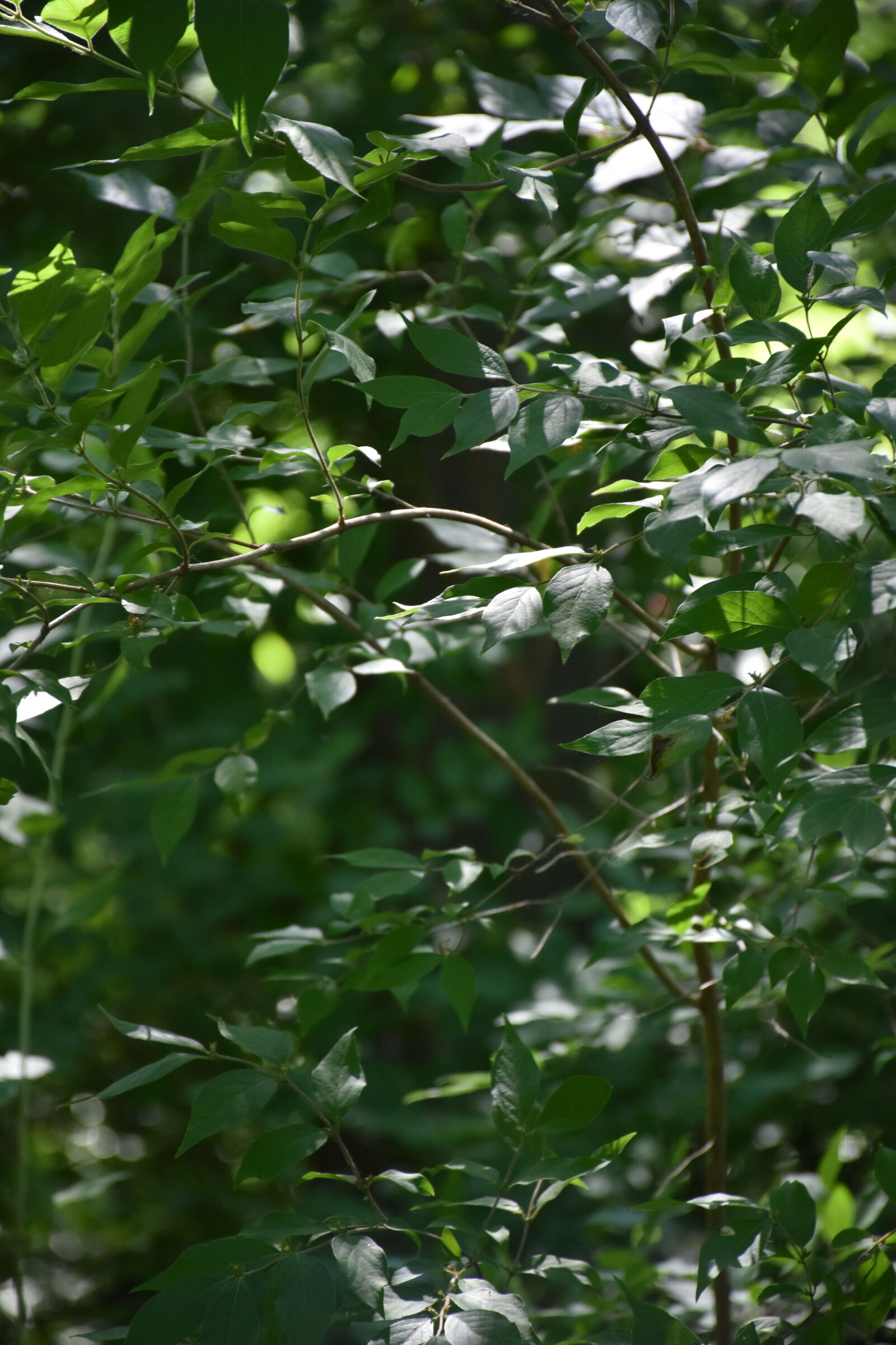 Nikon D7200 sample photo. Greenery photography