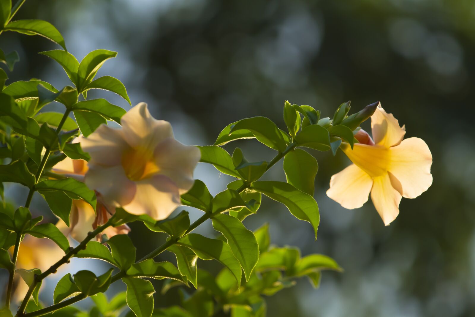 Canon EOS 7D + Canon EF 70-200mm F4L IS USM sample photo. Nature, beautiful, plant photography