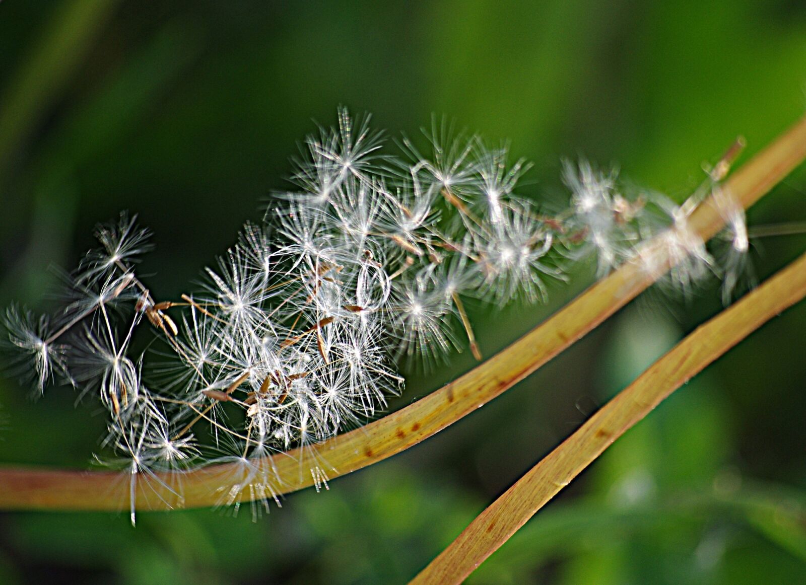 Pentax K-5 sample photo. Dandelion, seeds, stalks photography