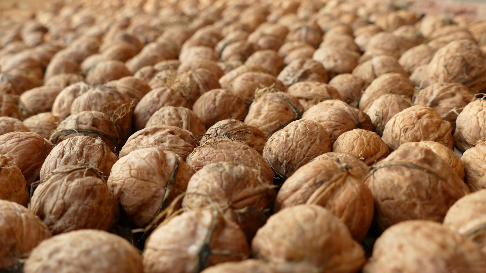 Panasonic Lumix DMC-FZ1000 sample photo. Nuts, walnuts, walnut photography