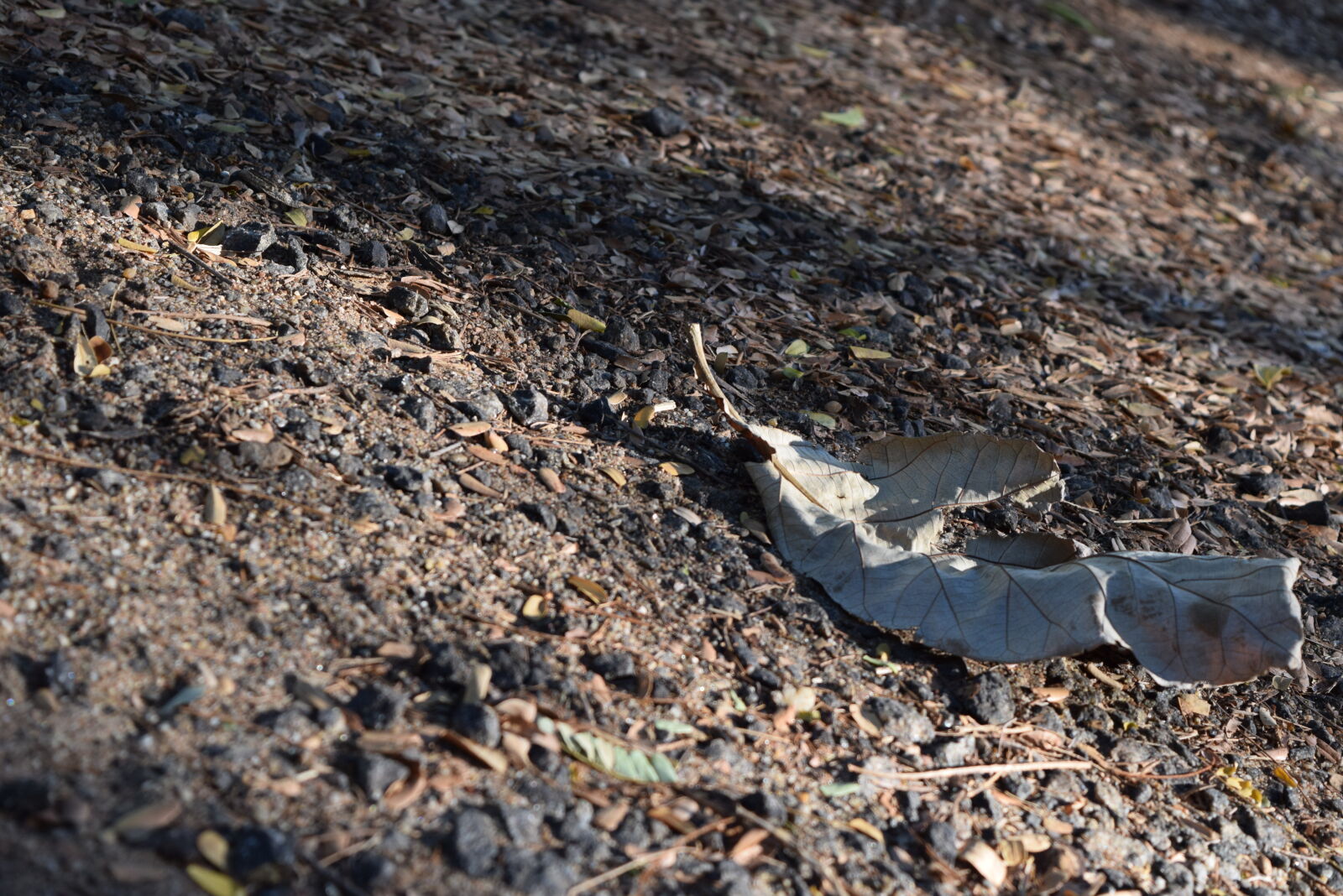 Nikon D3300 sample photo