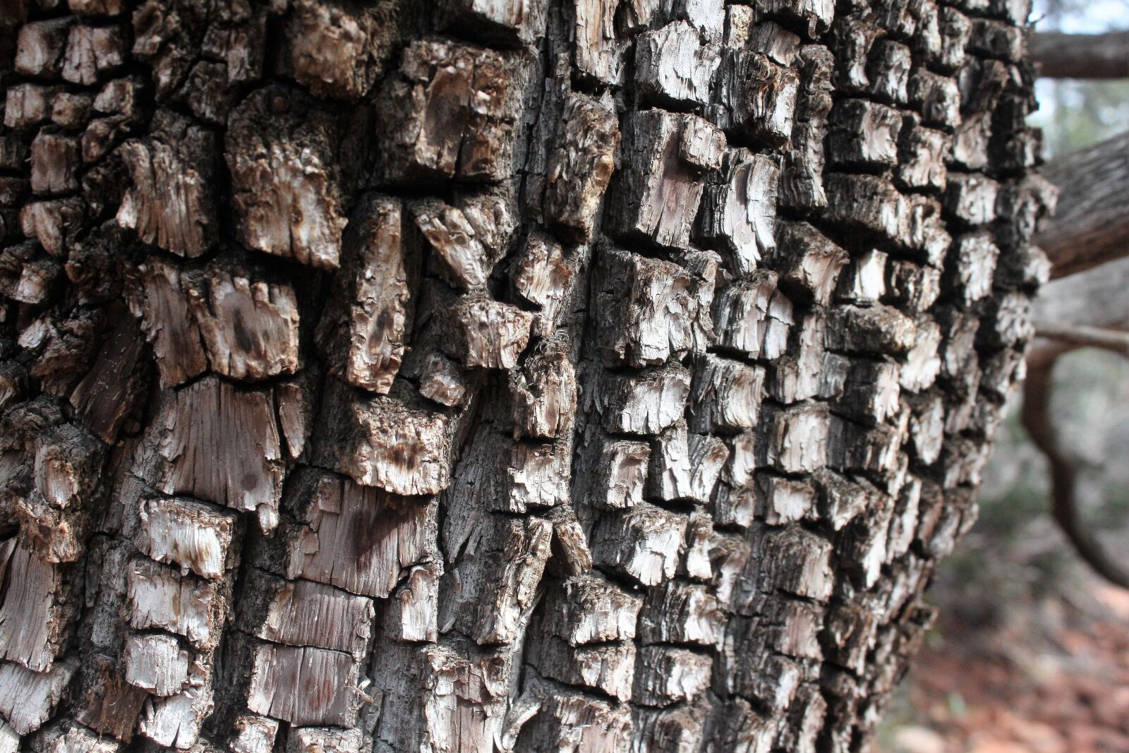 Canon EOS 500D (EOS Rebel T1i / EOS Kiss X3) sample photo. Alligator juniper, tree, juniper photography