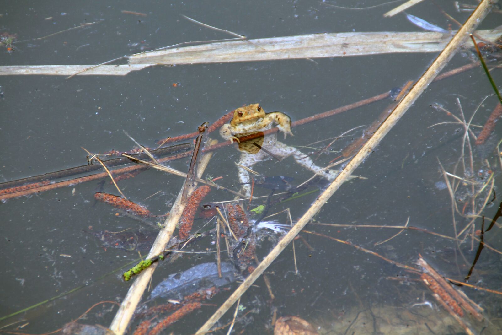 Canon EOS 1100D (EOS Rebel T3 / EOS Kiss X50) sample photo. Common toad, pond, spawn photography