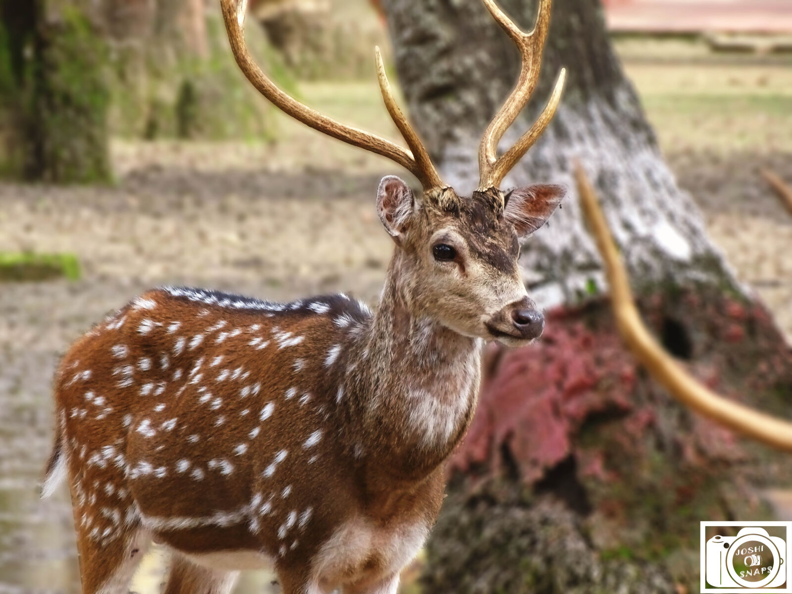 Sony Cyber-shot DSC-HX400V sample photo. Animal, deer, spots, spotted photography