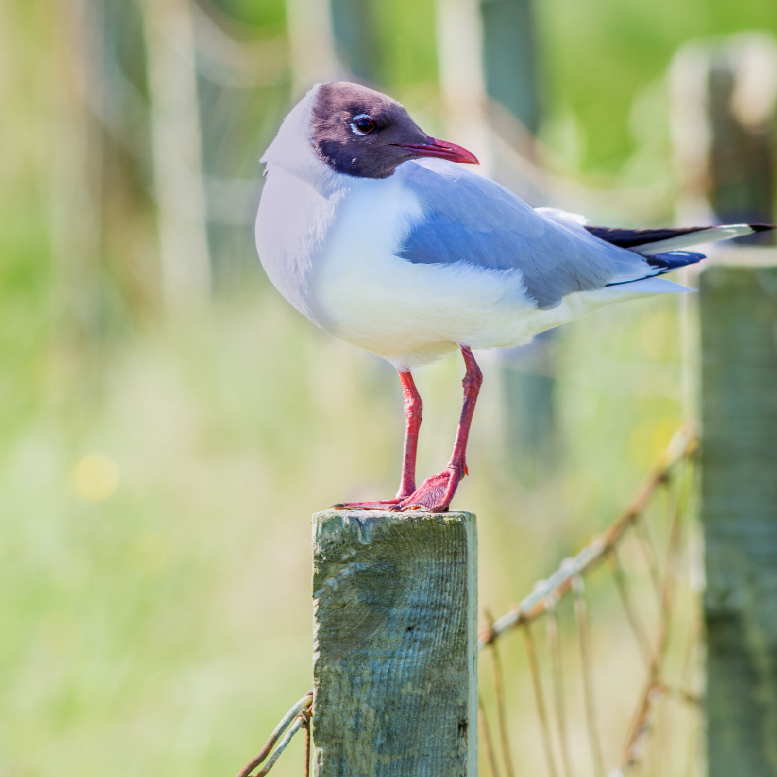 Nikon D5200 sample photo. Animal, bird, free, look photography