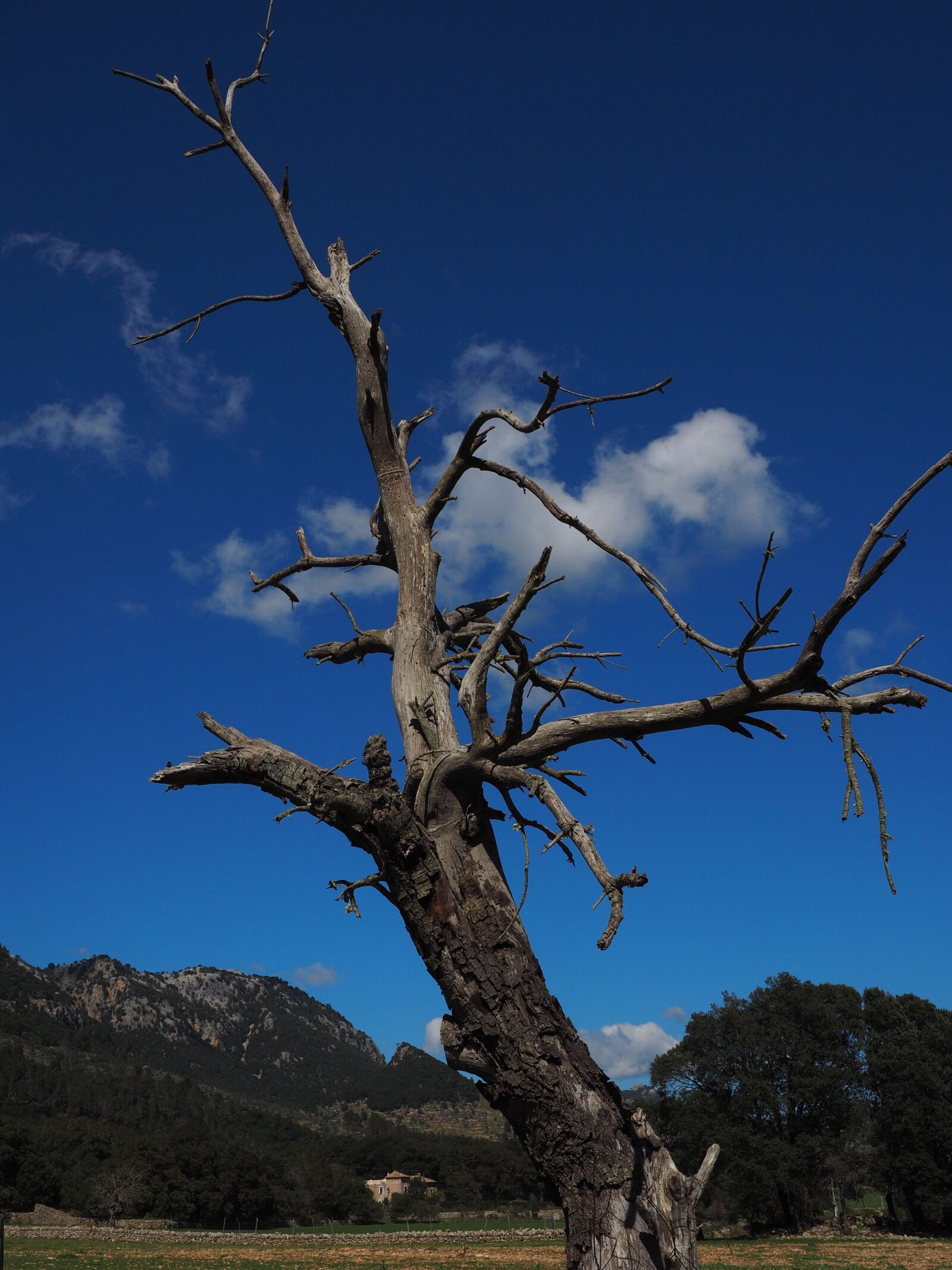Olympus OM-D E-M1 + Olympus M.Zuiko Digital ED 12-40mm F2.8 Pro sample photo. Tree, old, dead plant photography