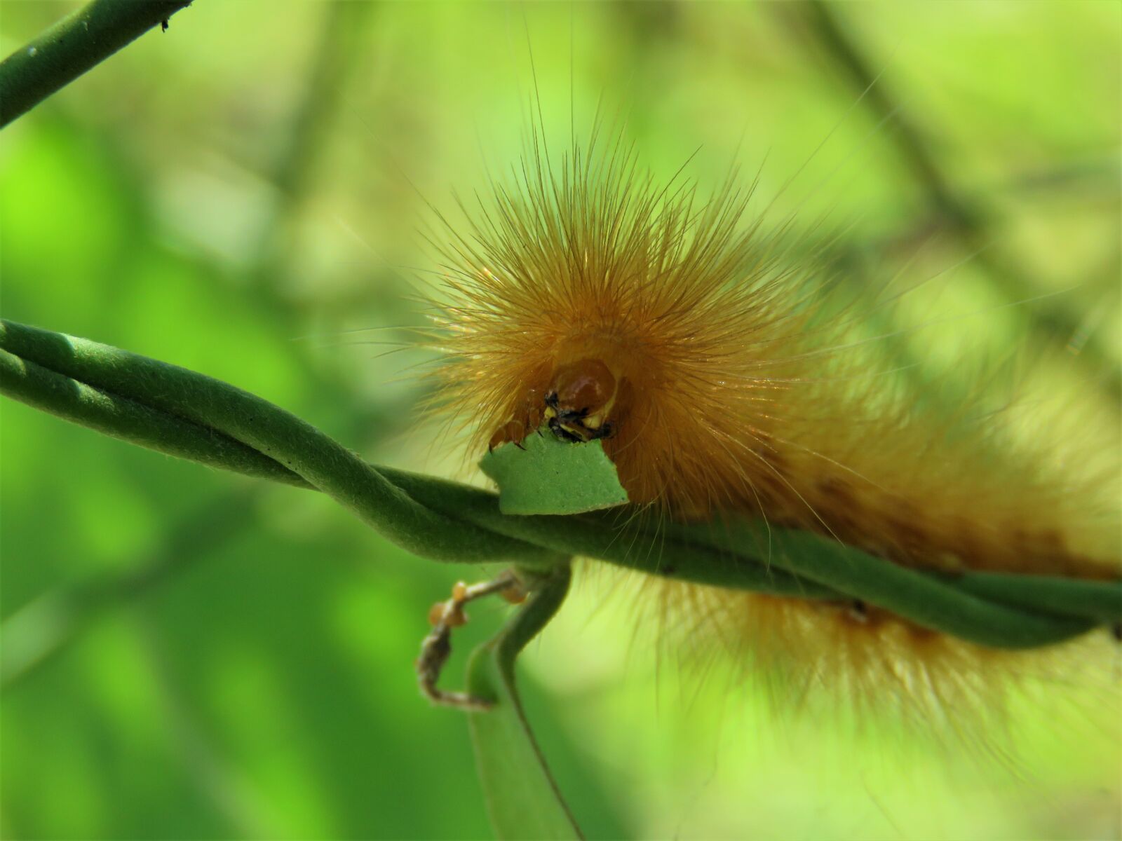 Canon PowerShot SX60 HS sample photo. Caterpillar, insect, bug photography