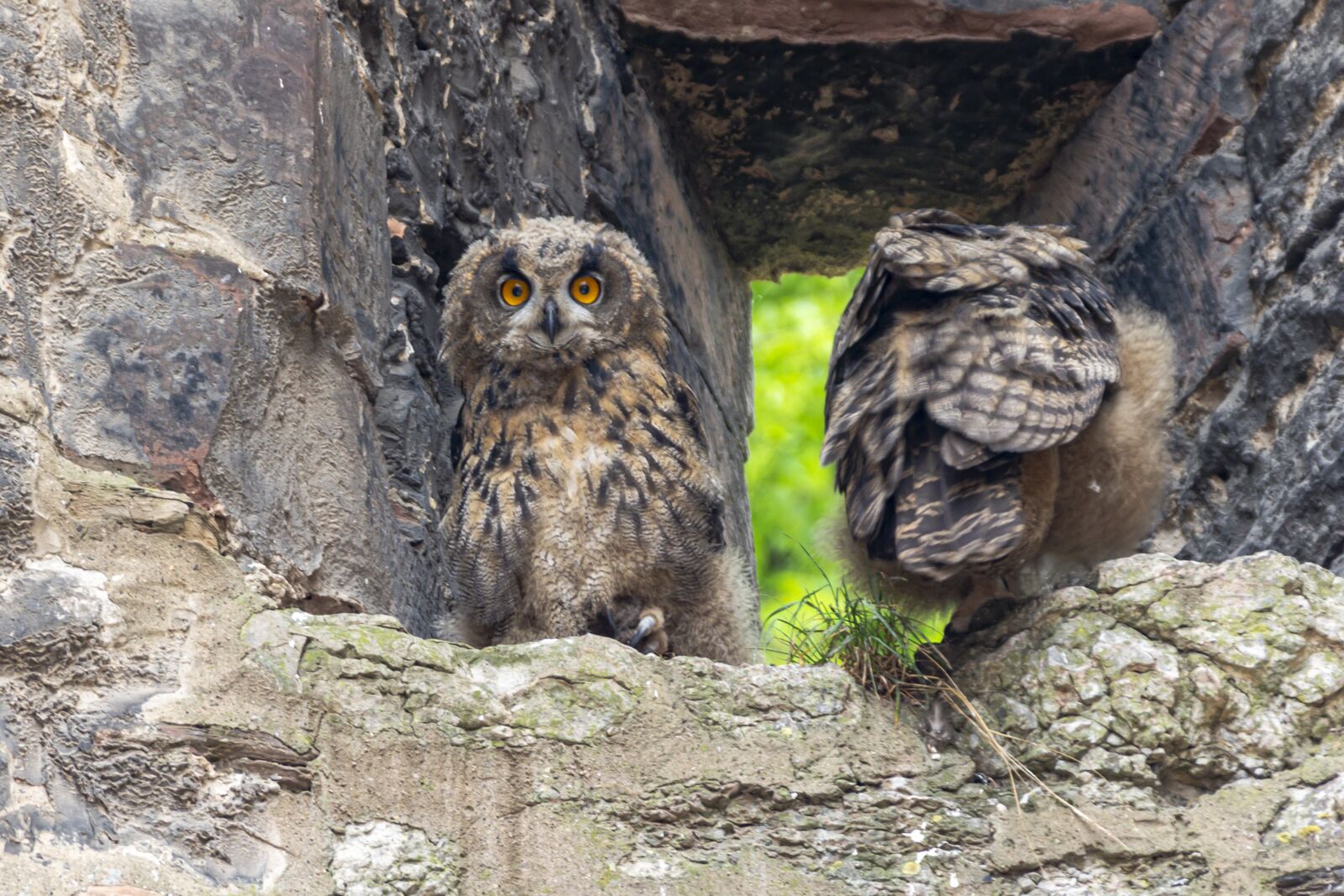 Canon EOS 650D (EOS Rebel T4i / EOS Kiss X6i) sample photo. Bird, owl, bird of photography