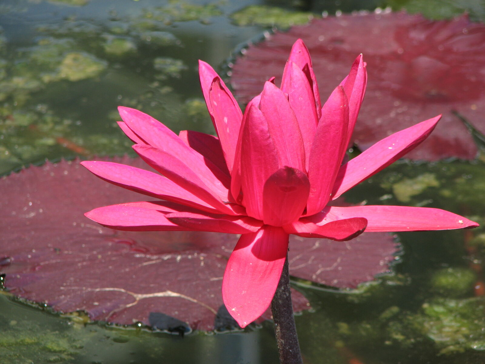 Canon POWERSHOT S3 IS sample photo. Blooming, flora, flower, lily photography