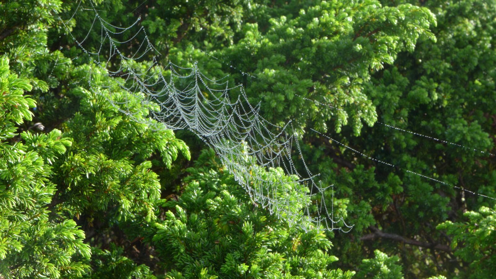 Leica D-Lux 6 sample photo. Azores, web, nature photography