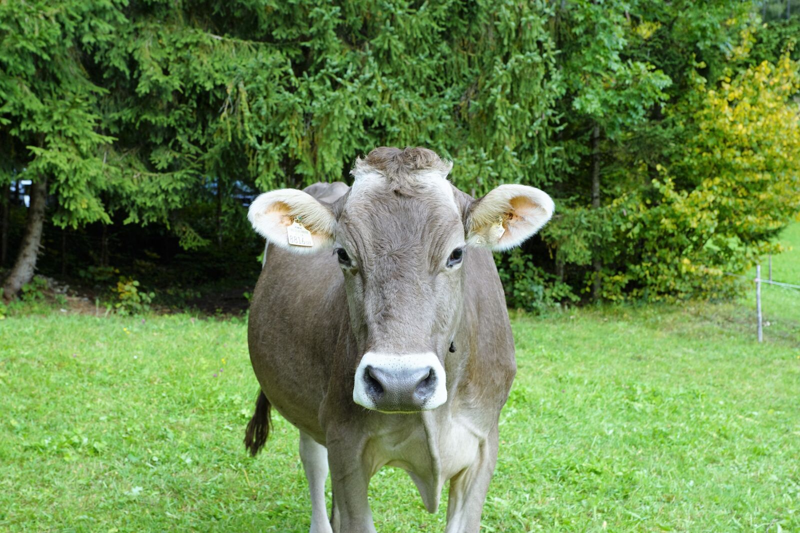Sony ILCA-77M2 + Sony DT 16-50mm F2.8 SSM sample photo. Cow, milk, agriculture photography