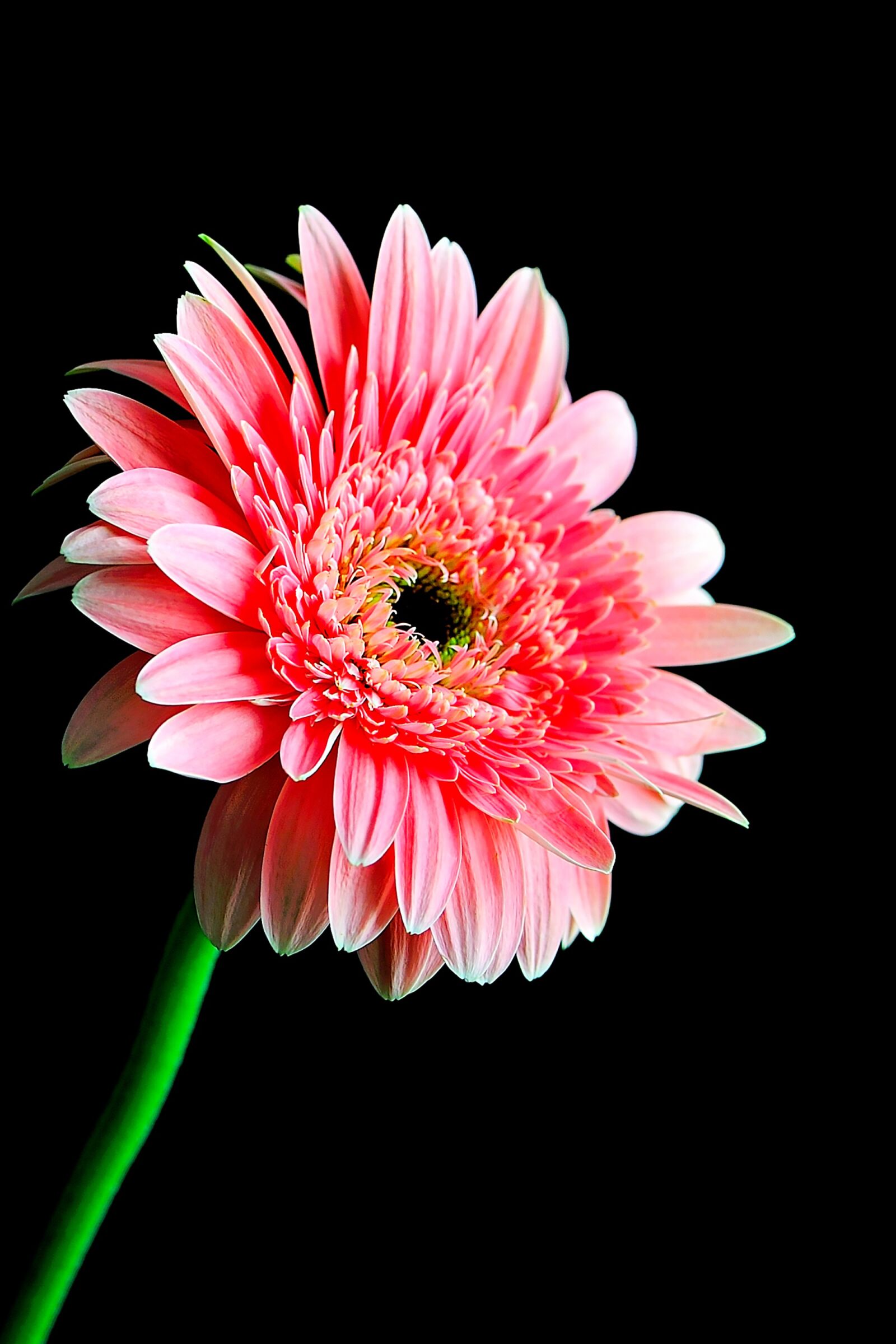 Nikon D3S sample photo. Gerbera, flower, plant photography