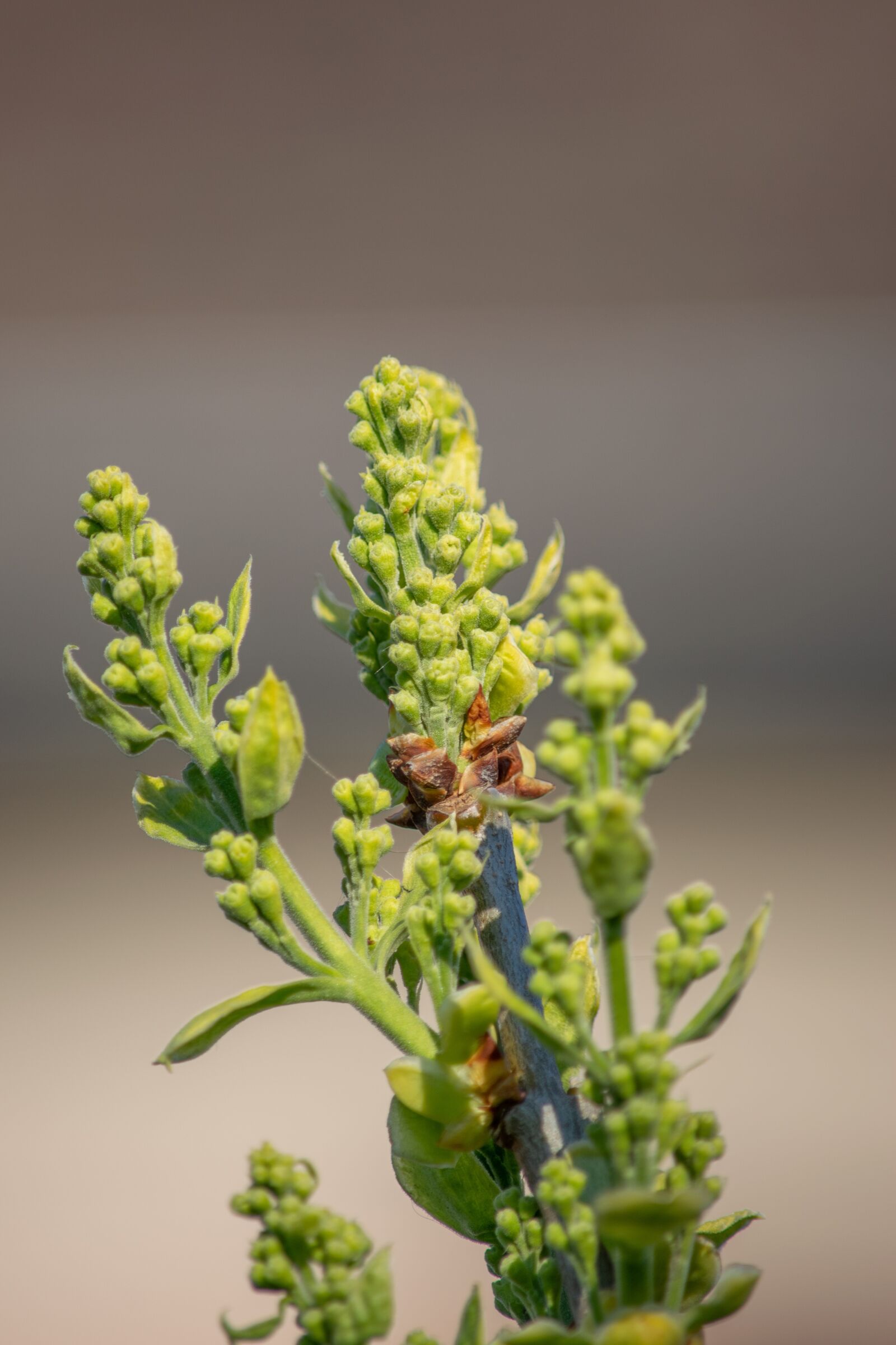 Nikon D3300 sample photo. Flower, nature, flowers photography