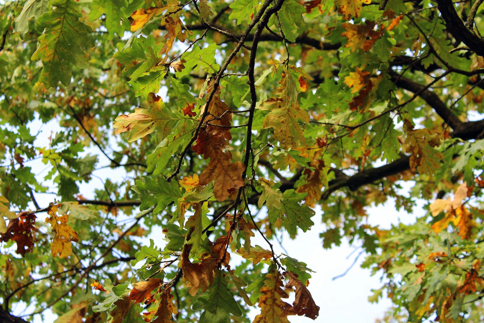 Canon EOS 1200D (EOS Rebel T5 / EOS Kiss X70 / EOS Hi) sample photo. Seasons of the year photography