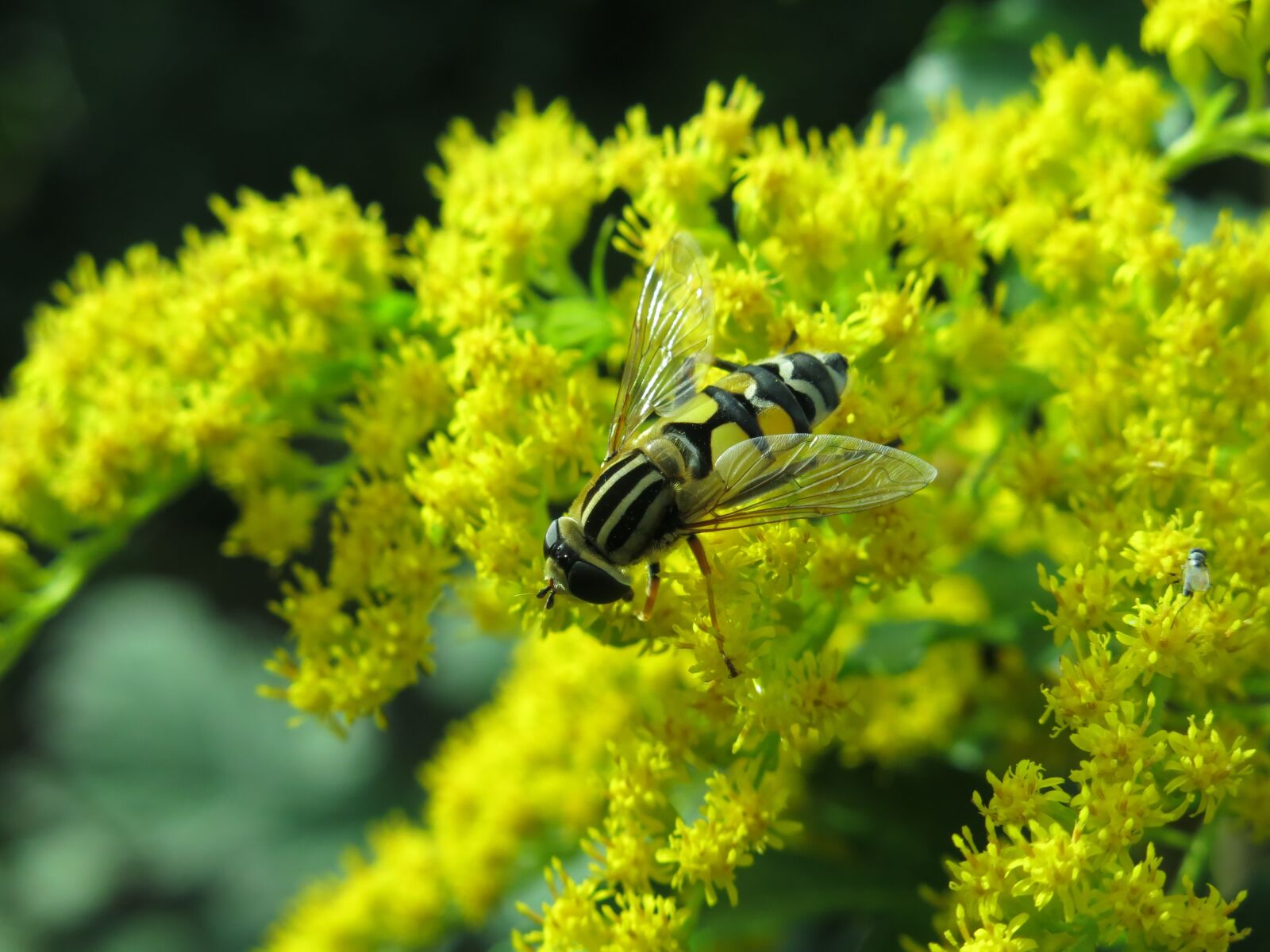 Canon PowerShot G15 sample photo. Great swamp hover fly photography