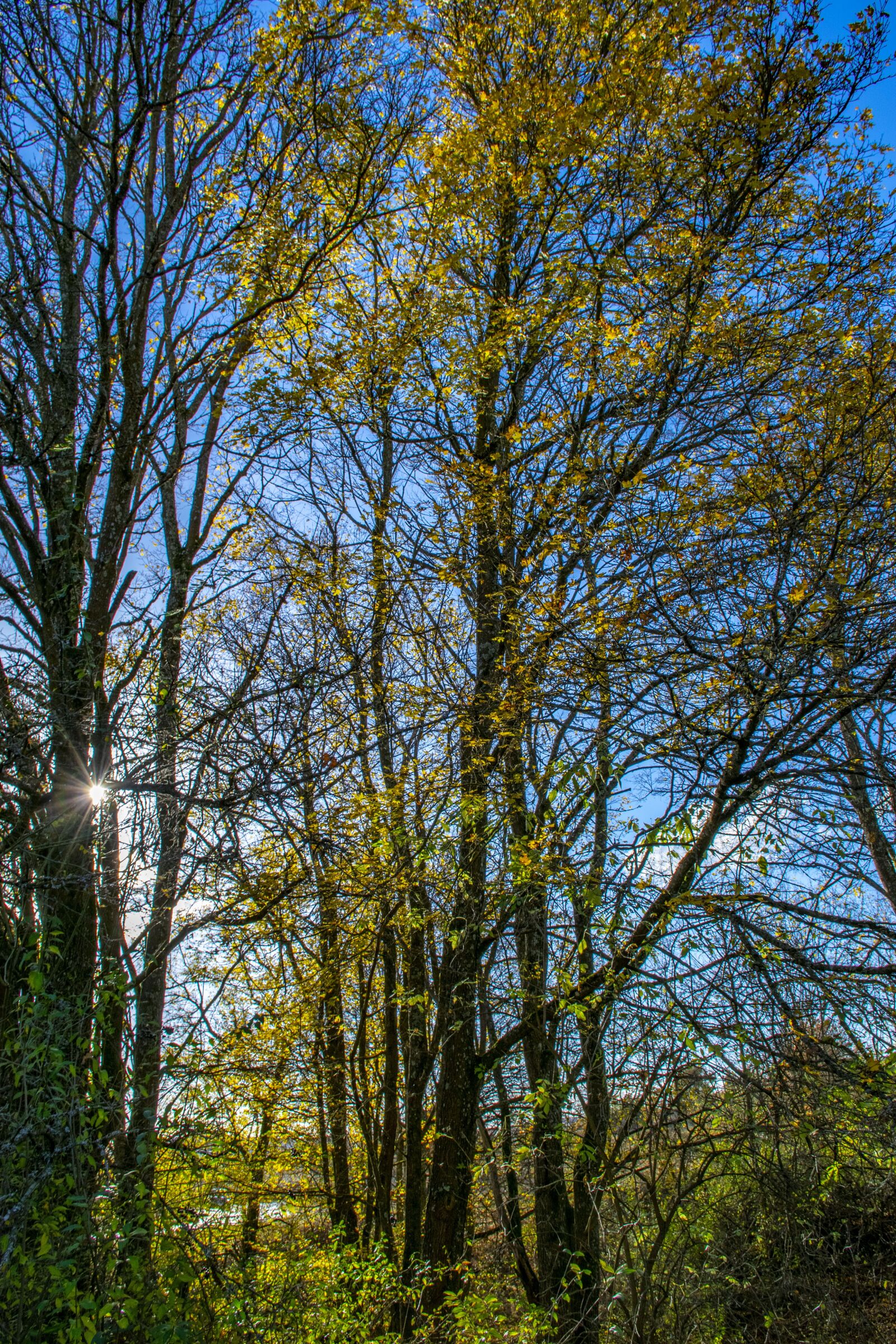 Nikon D5300 sample photo. Forest, wood, nature photography