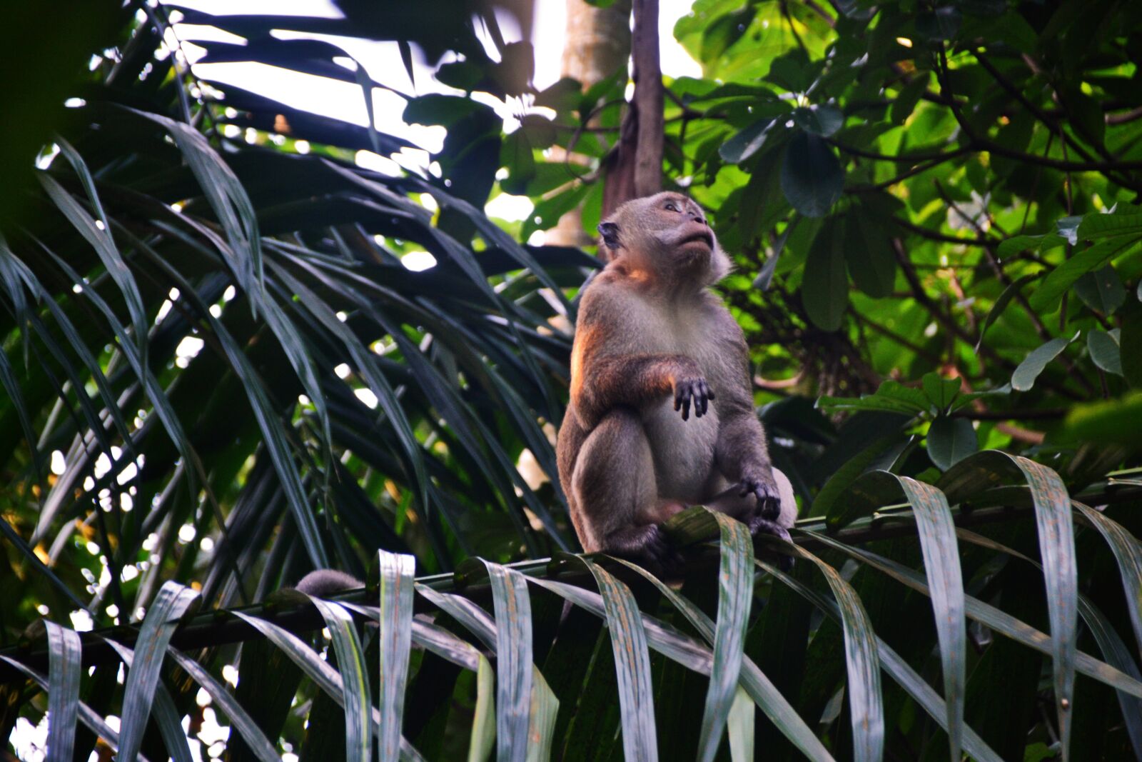 Nikon D3100 sample photo. Monkey, animal, travel photography