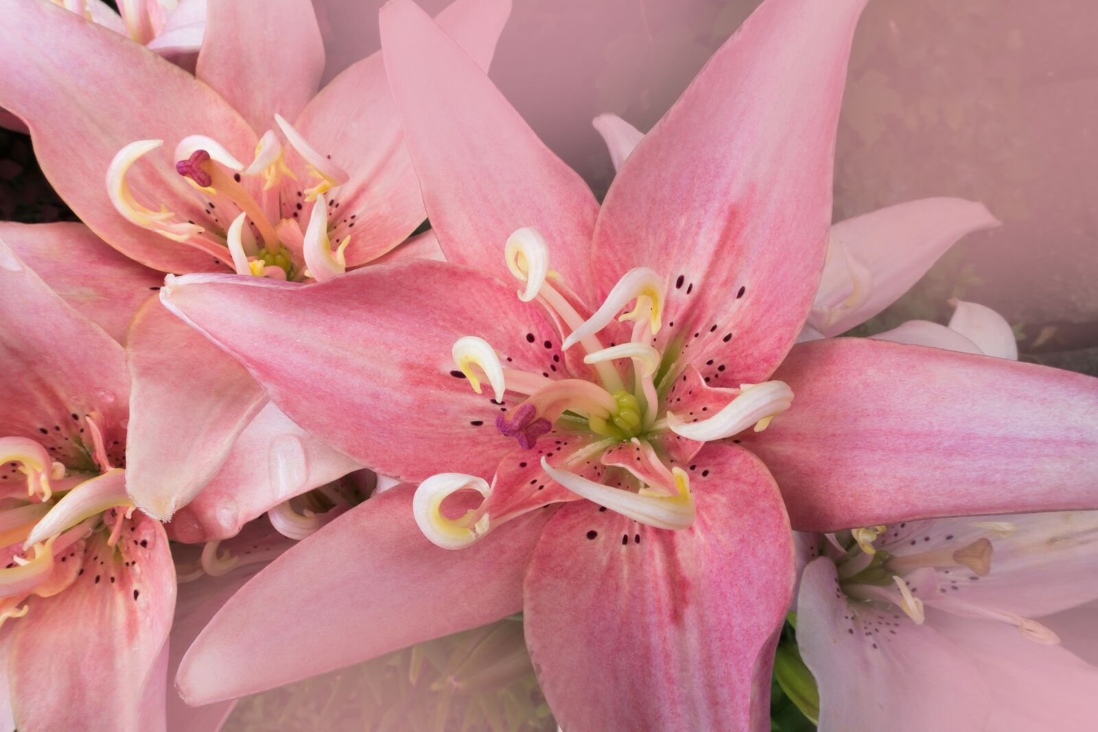 Sony Cyber-shot DSC-RX100 III sample photo. Daylily, hemerocallis, day lily photography