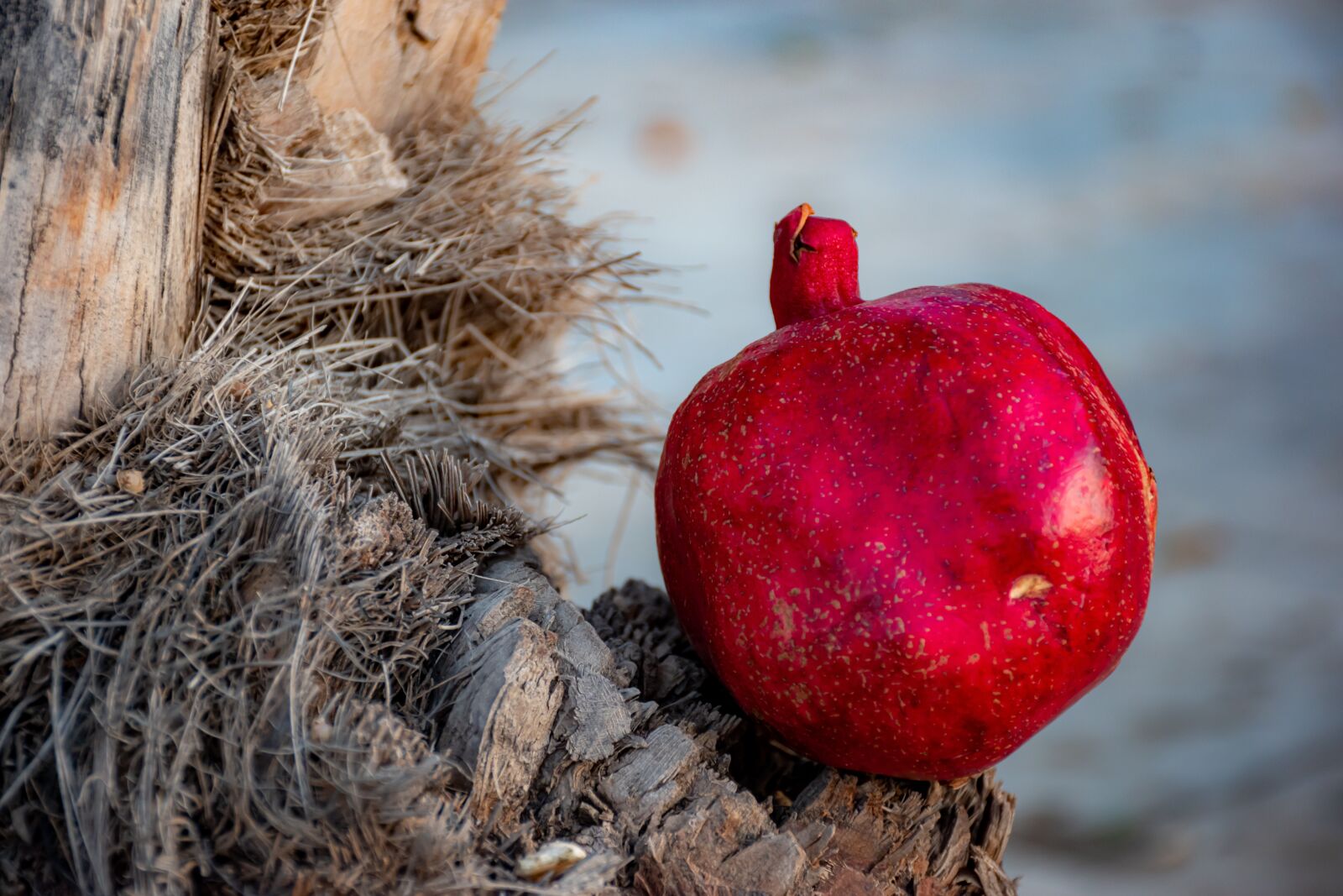Nikon D5600 sample photo. Jewish new year, sweet photography