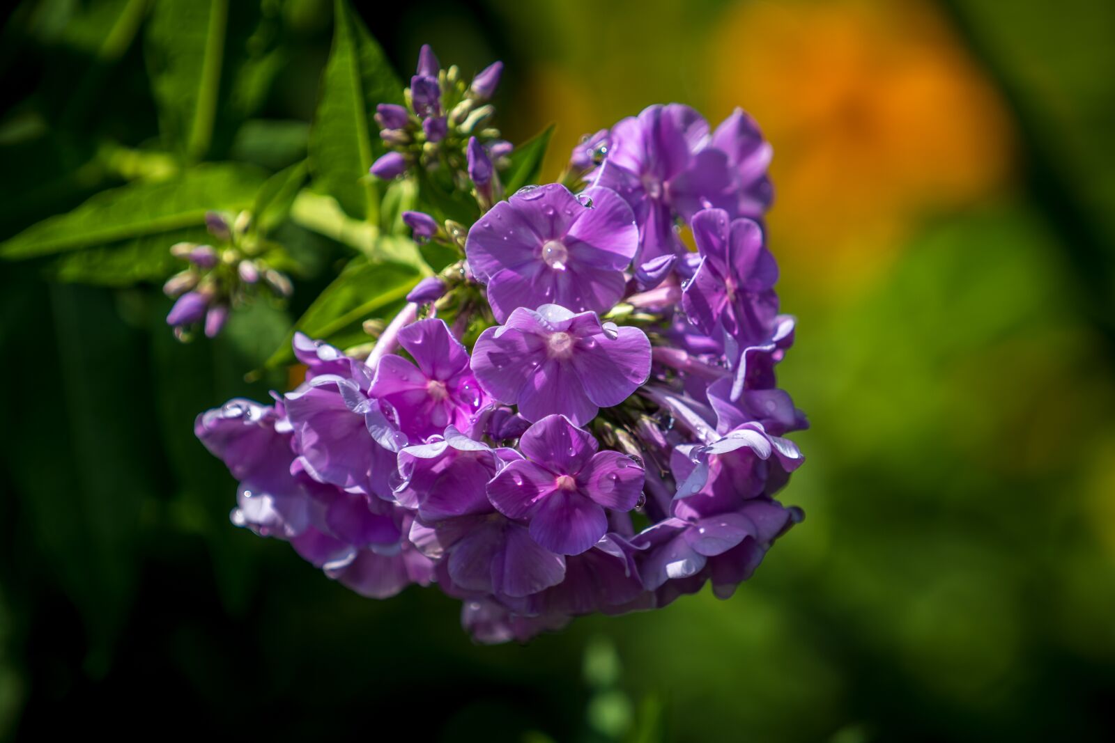 Sony a6500 + Sony FE 70-200mm F4 G OSS sample photo. Flowers, summer, garden photography