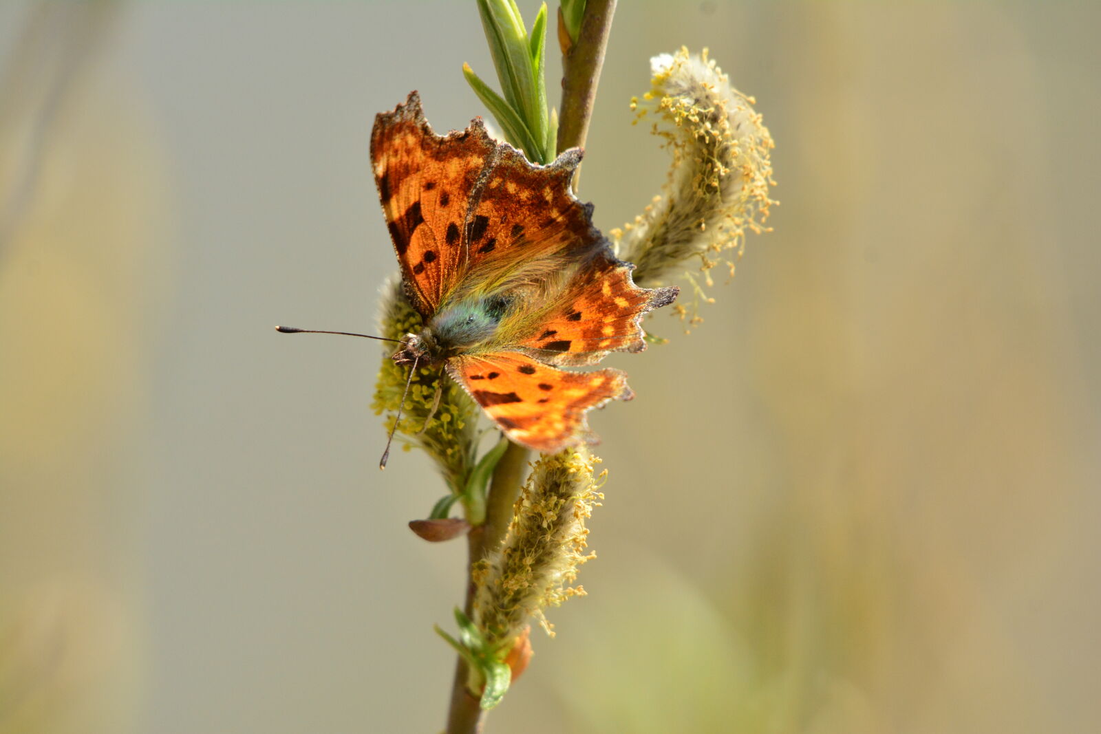 Nikon D7100 sample photo