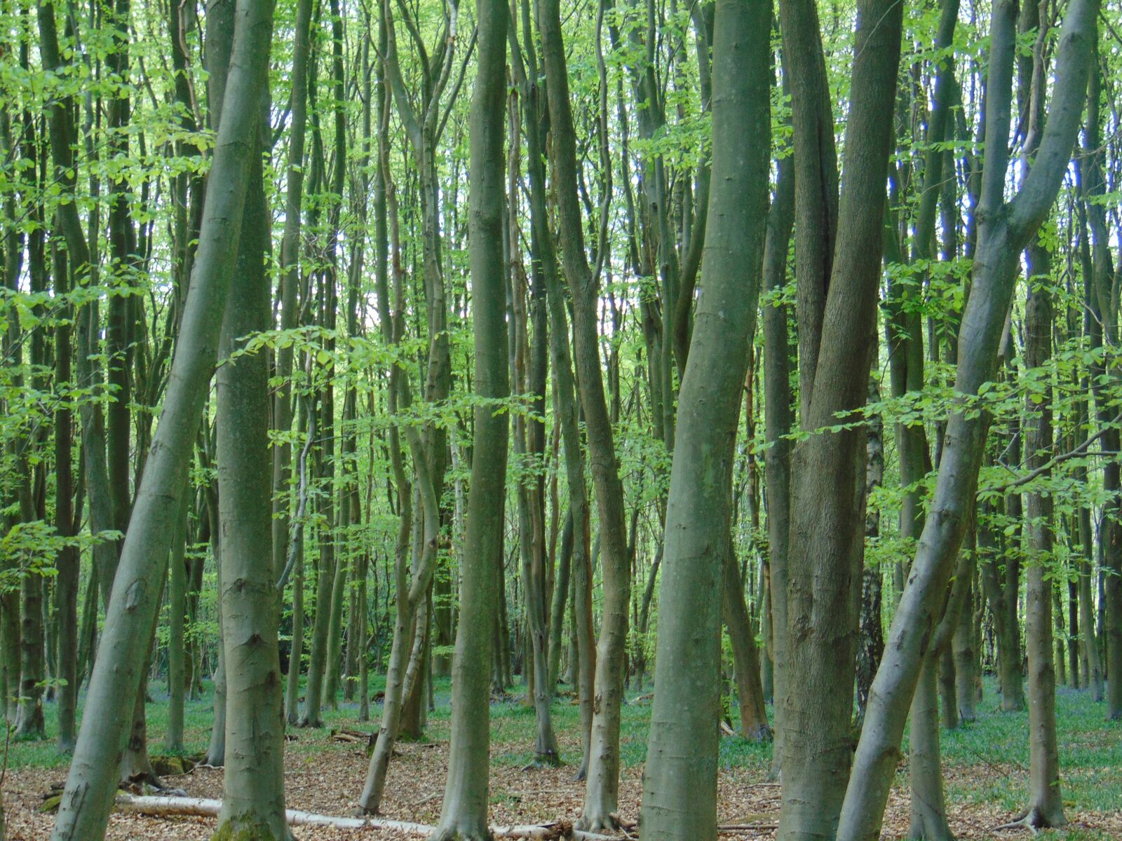 Sony Cyber-shot DSC-H300 sample photo. Trees, woods, mystical photography