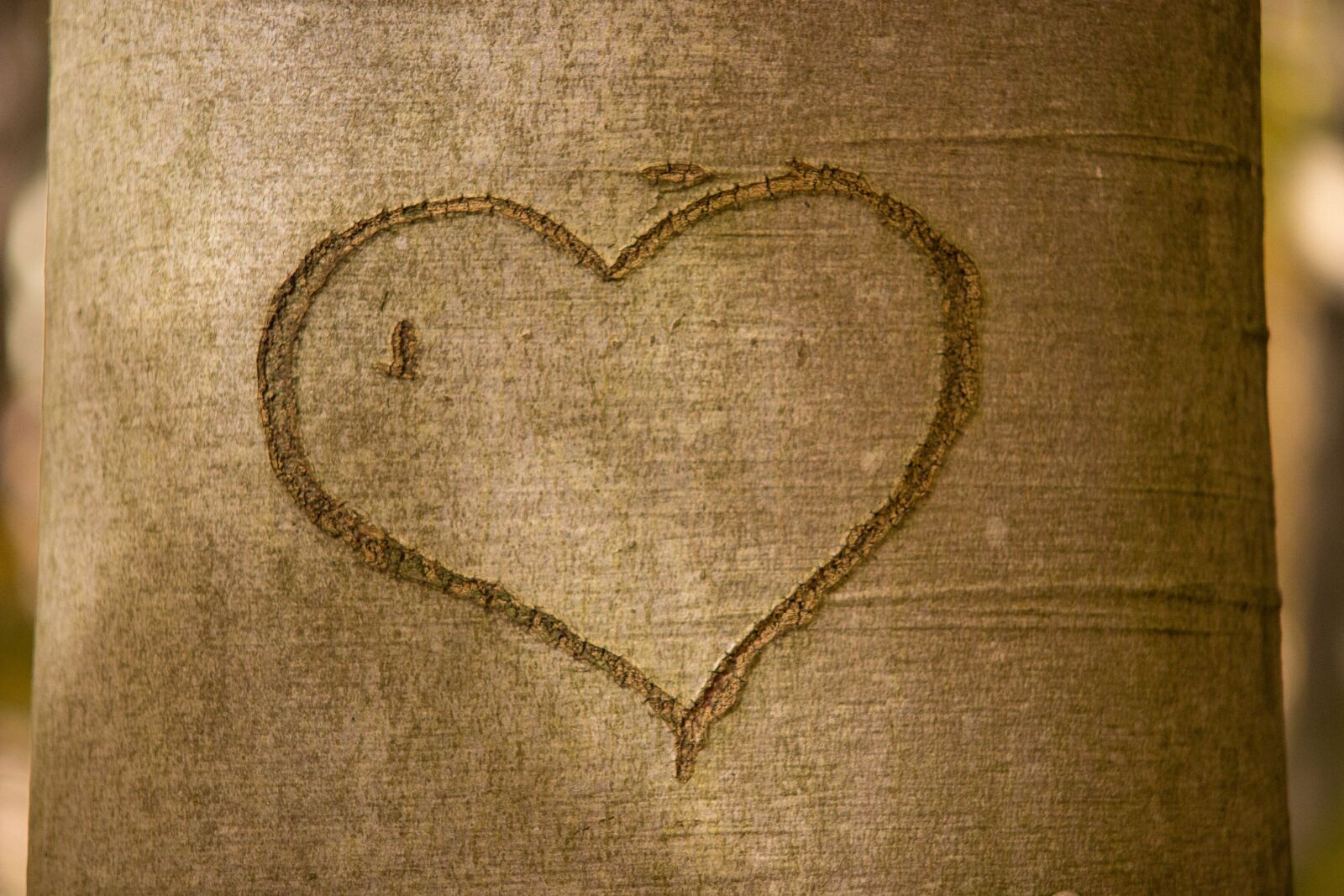 Canon EOS 600D (Rebel EOS T3i / EOS Kiss X5) sample photo. Heart, tree bark, romance photography