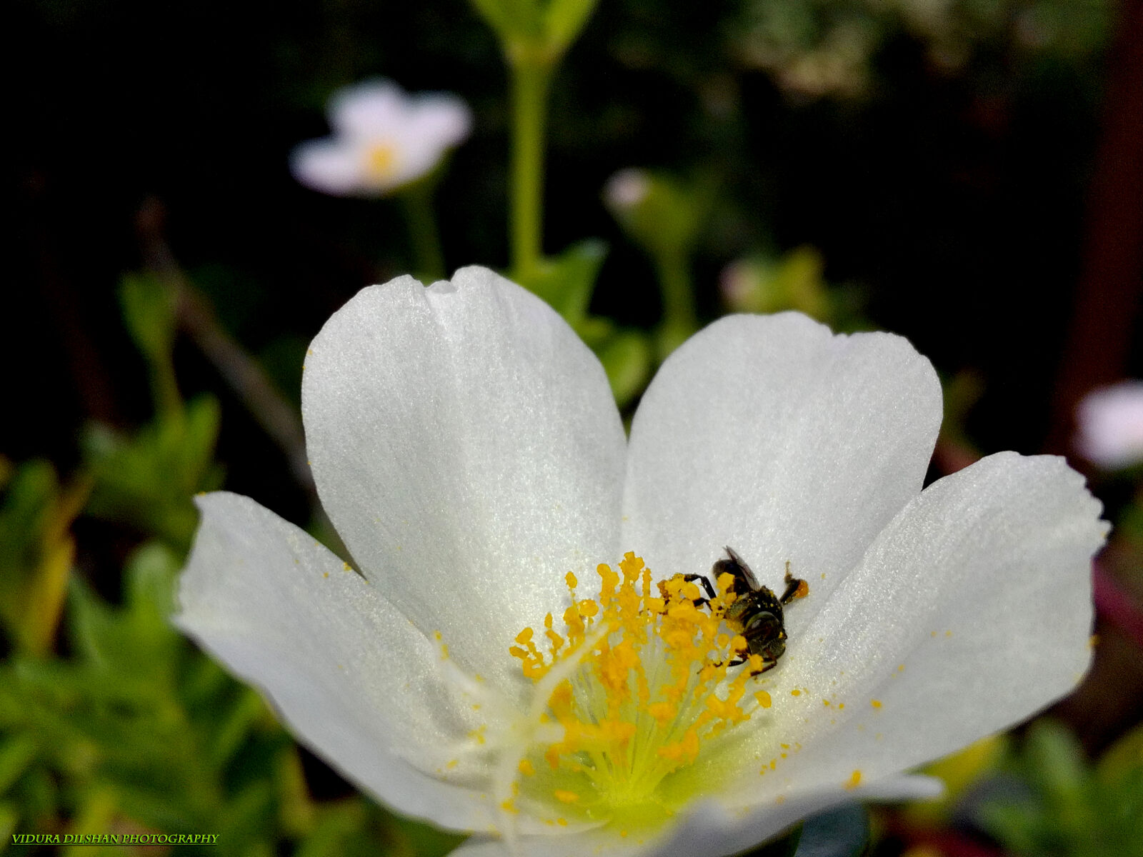 HUAWEI Y541-U02 sample photo. Beautiful, flowers, bee, environment photography