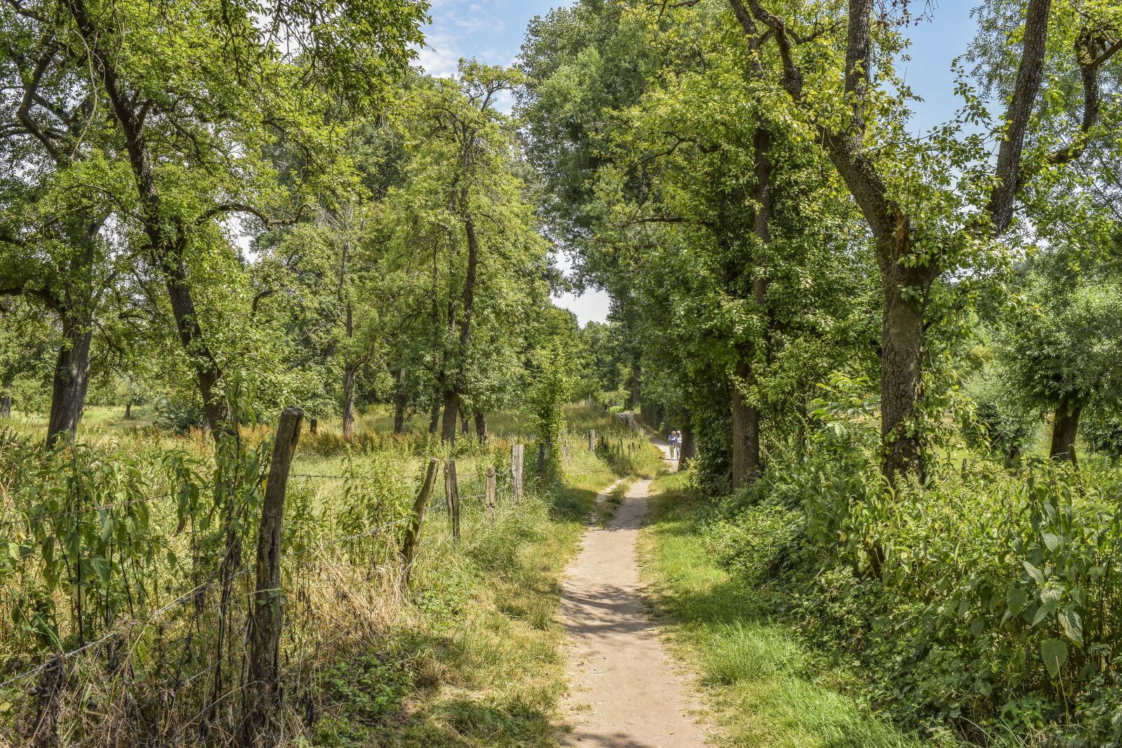 Nikon D3300 sample photo. Tree, nature, pasture photography