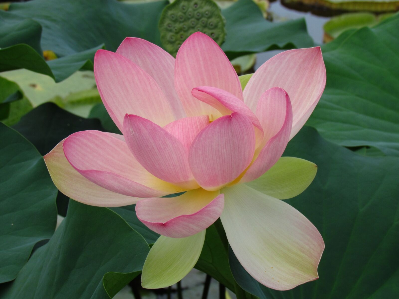 Canon PowerShot SX30 IS sample photo. Water lily, blossom, bloom photography