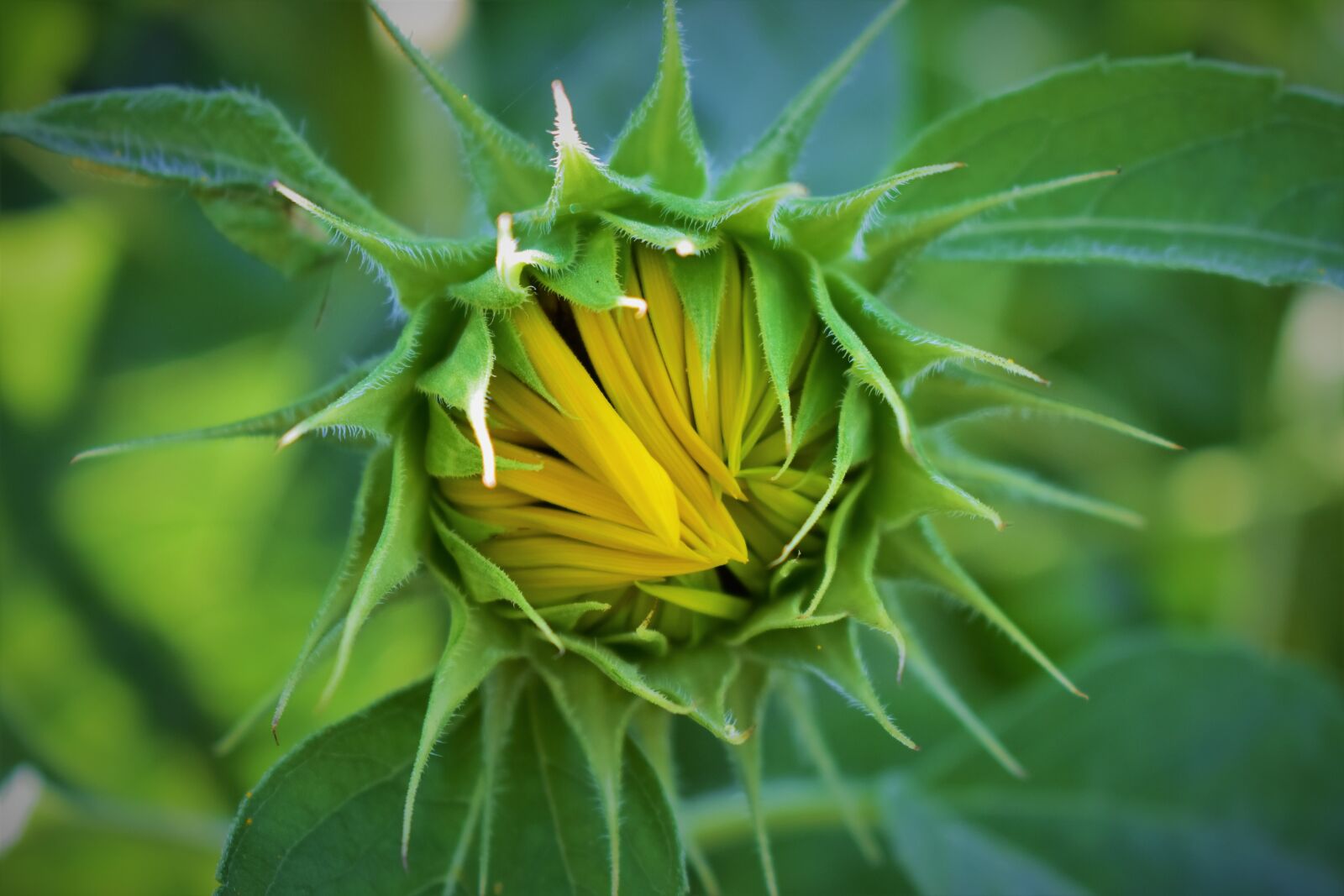 Nikon D7200 sample photo. Sunflower, yellow, bloom photography