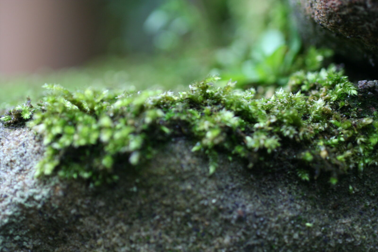 Canon EOS 350D (EOS Digital Rebel XT / EOS Kiss Digital N) sample photo. Green, grey, moss, rock photography
