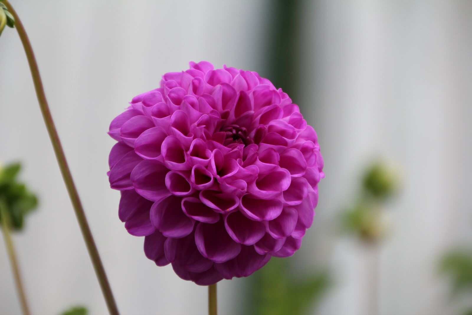 Canon EOS 600D (Rebel EOS T3i / EOS Kiss X5) sample photo. Pompon dahlia, dahlia purple photography