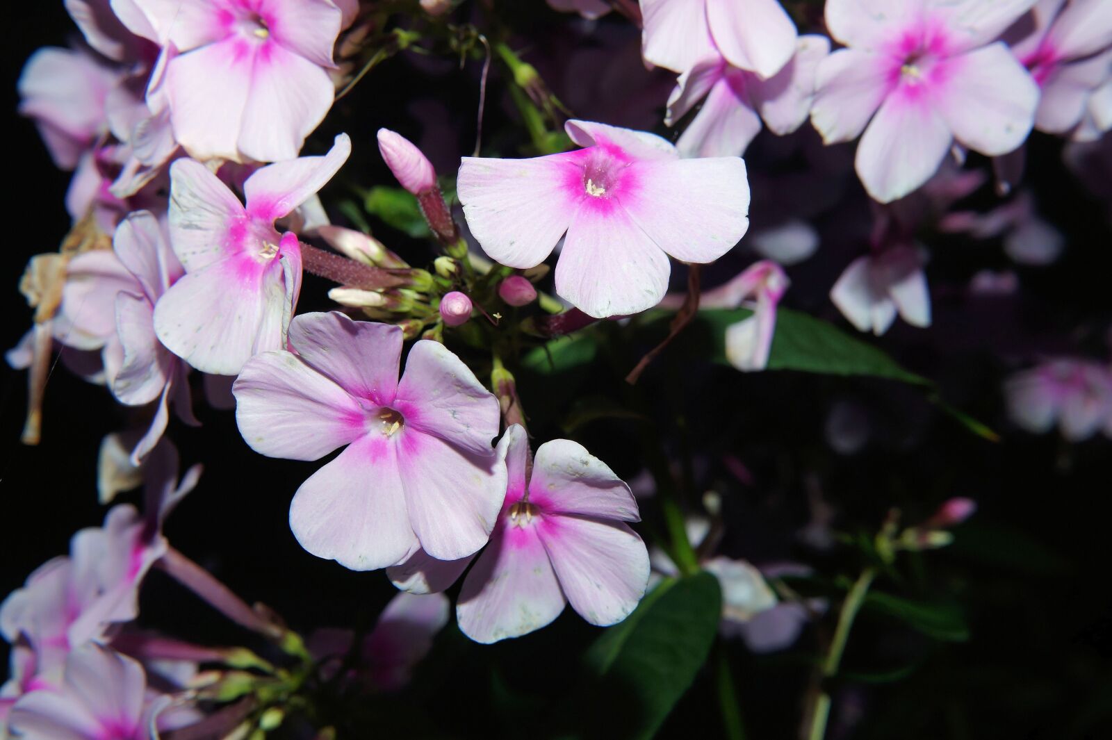 Sony SLT-A58 + Sony DT 30mm F2.8 Macro SAM sample photo. Flowers, pink, close up photography